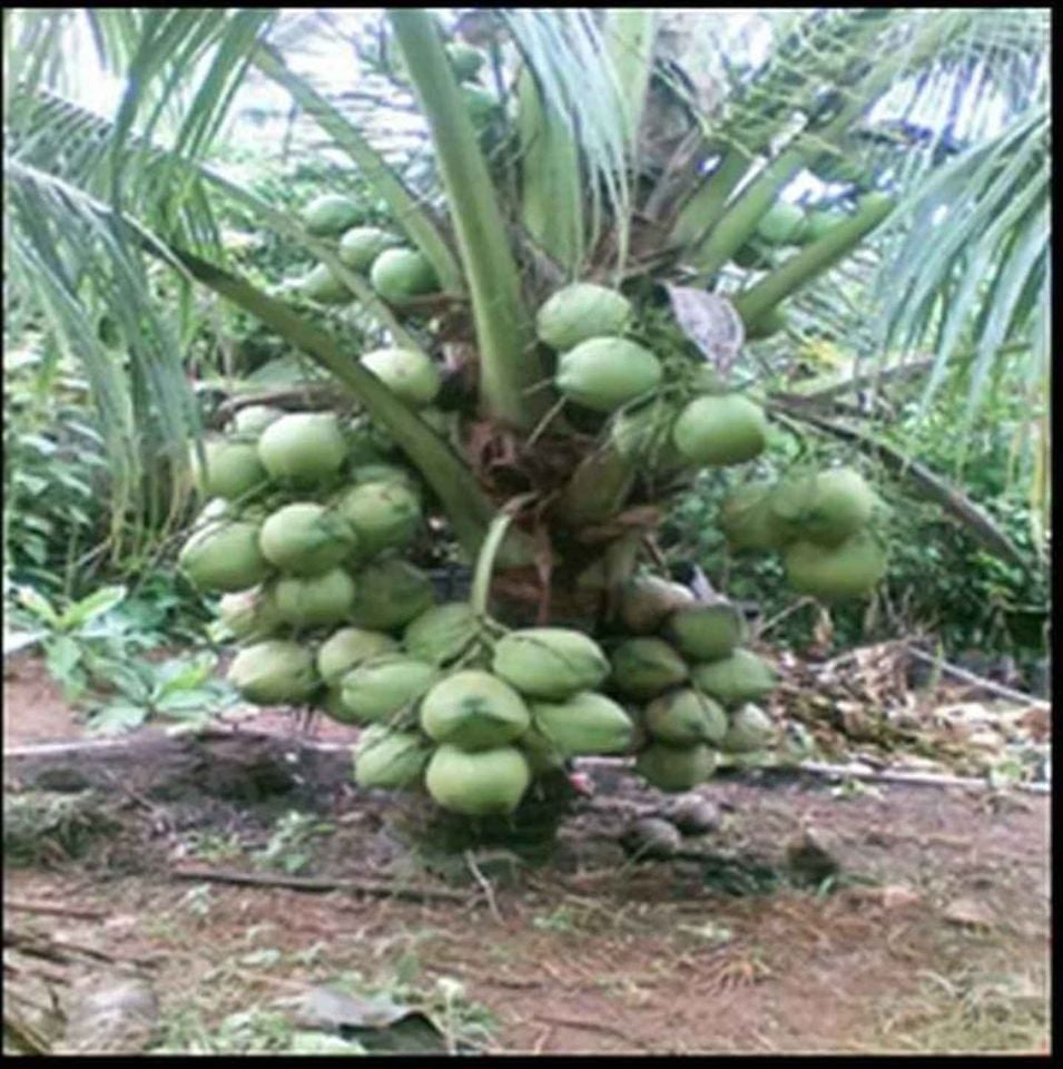 herramientas, jardines y exterior - Matas de Coco Enano