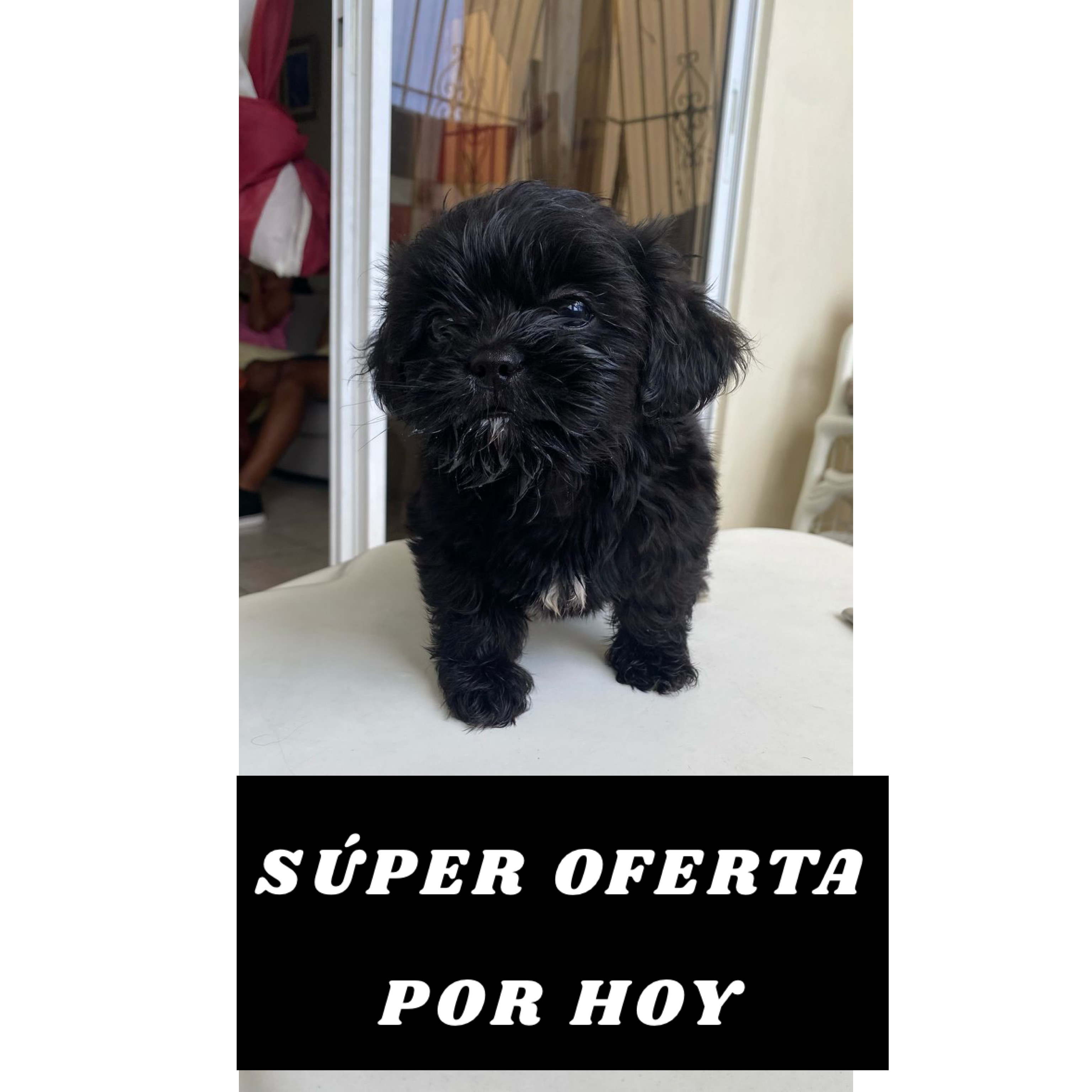 animales y mascotas - SHIH TZU HEMBRA !!OFERTA!!  0