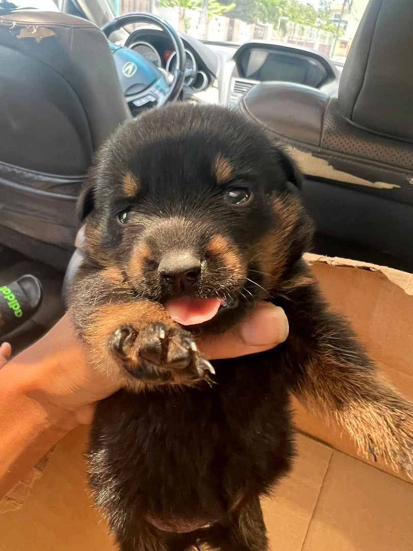 animales y mascotas - Rottweiler cachorro 3