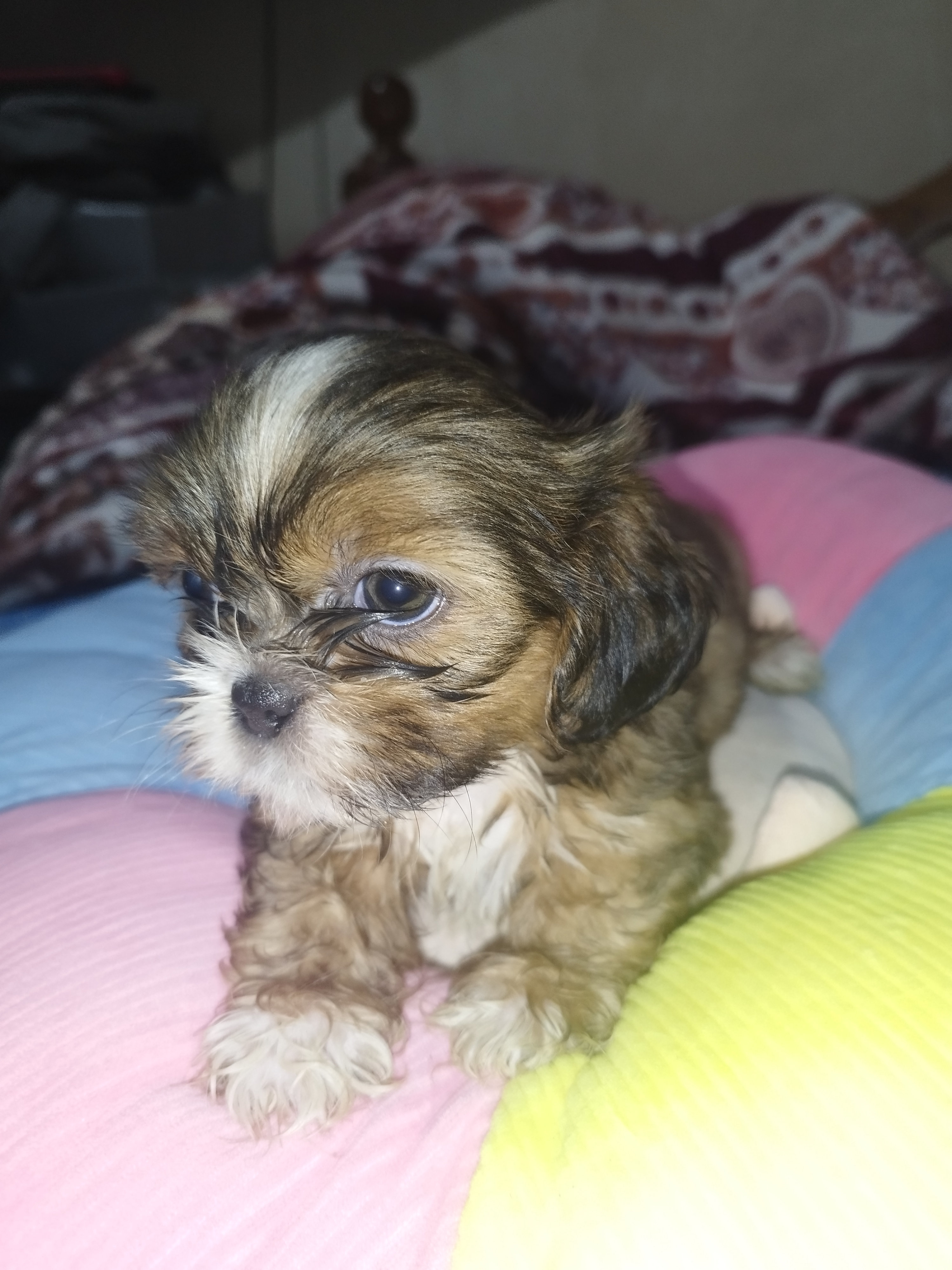 animales y mascotas - cachorros Shih Tzu vacunados y desparacitados 6