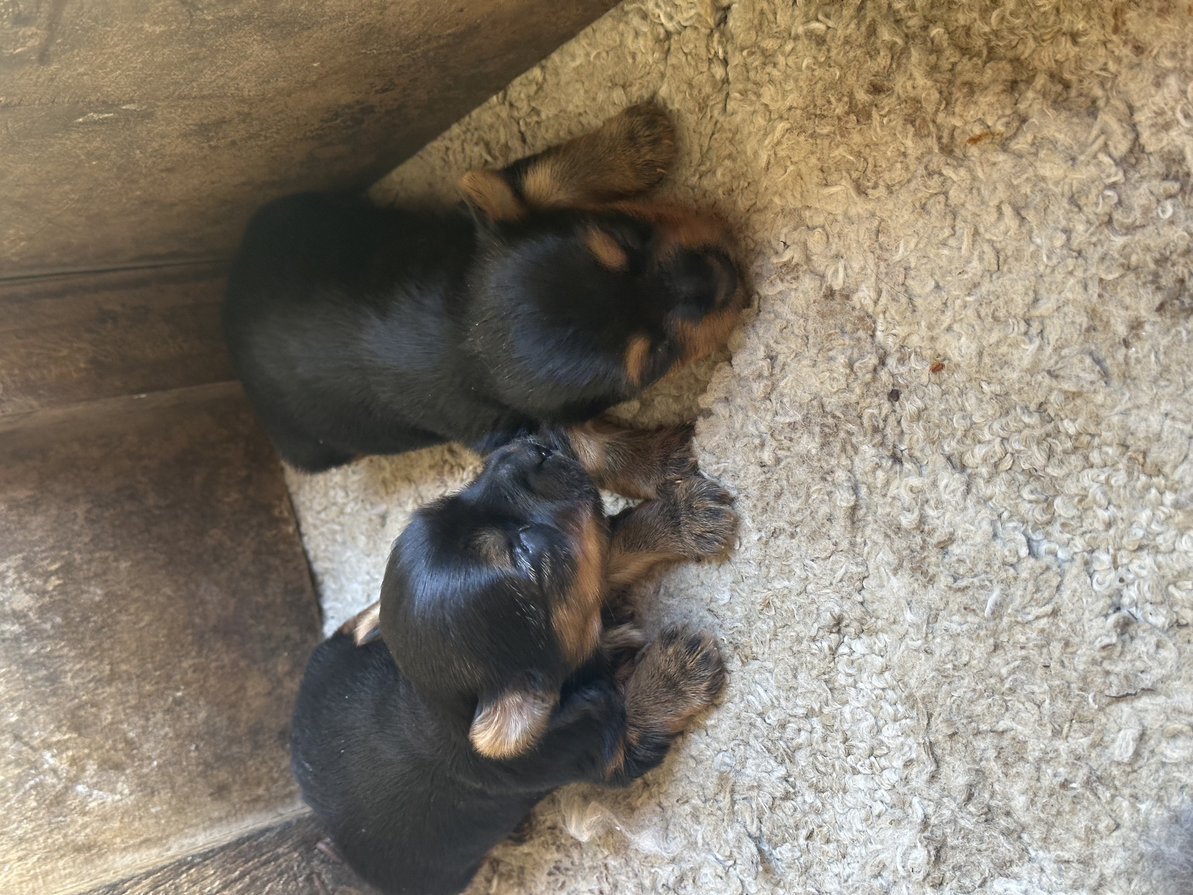 animales y mascotas - yorky hembras y macho