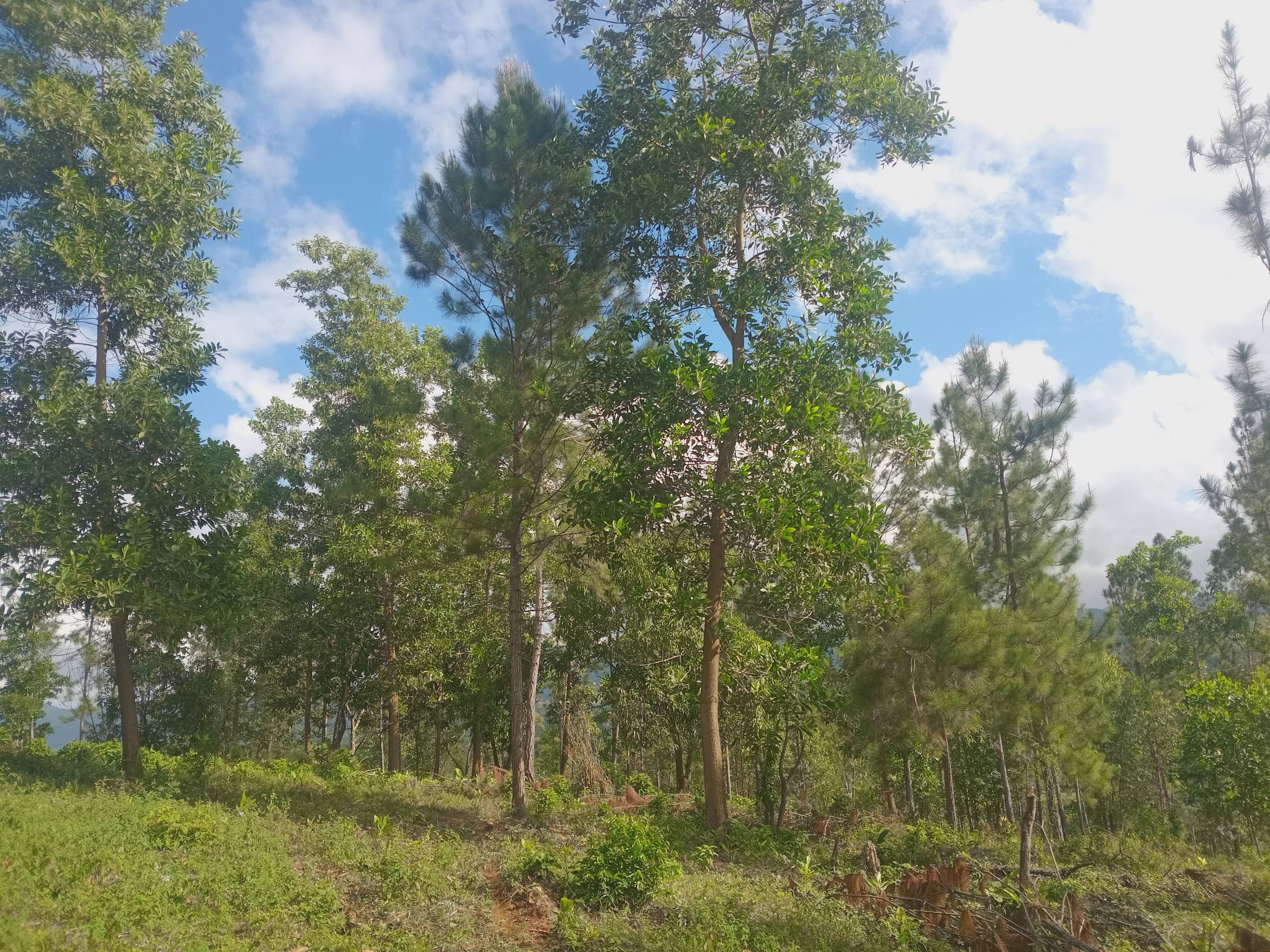 solares y terrenos - Parcela en Villa Altagracia (Villa Cachochiro) 3