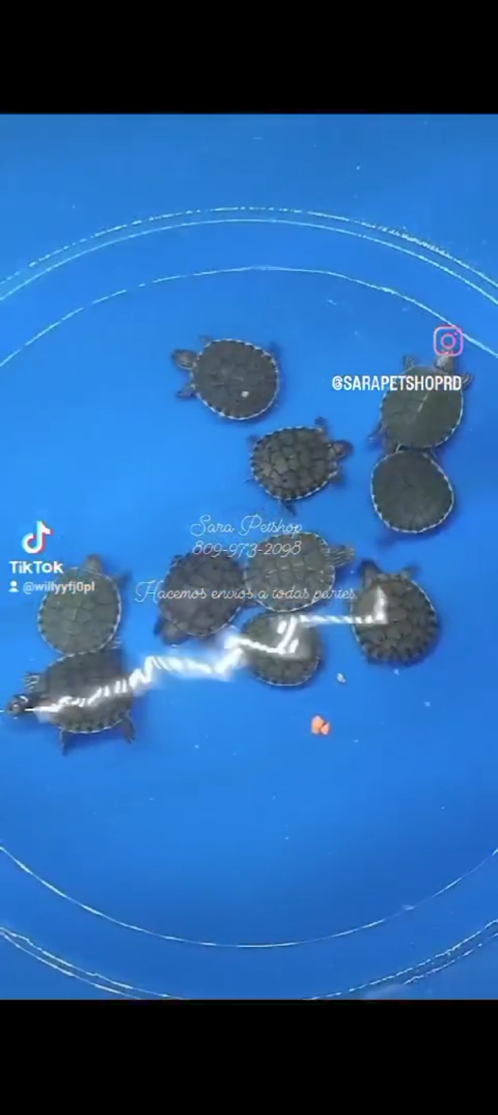 animales y mascotas - Tortuga  2