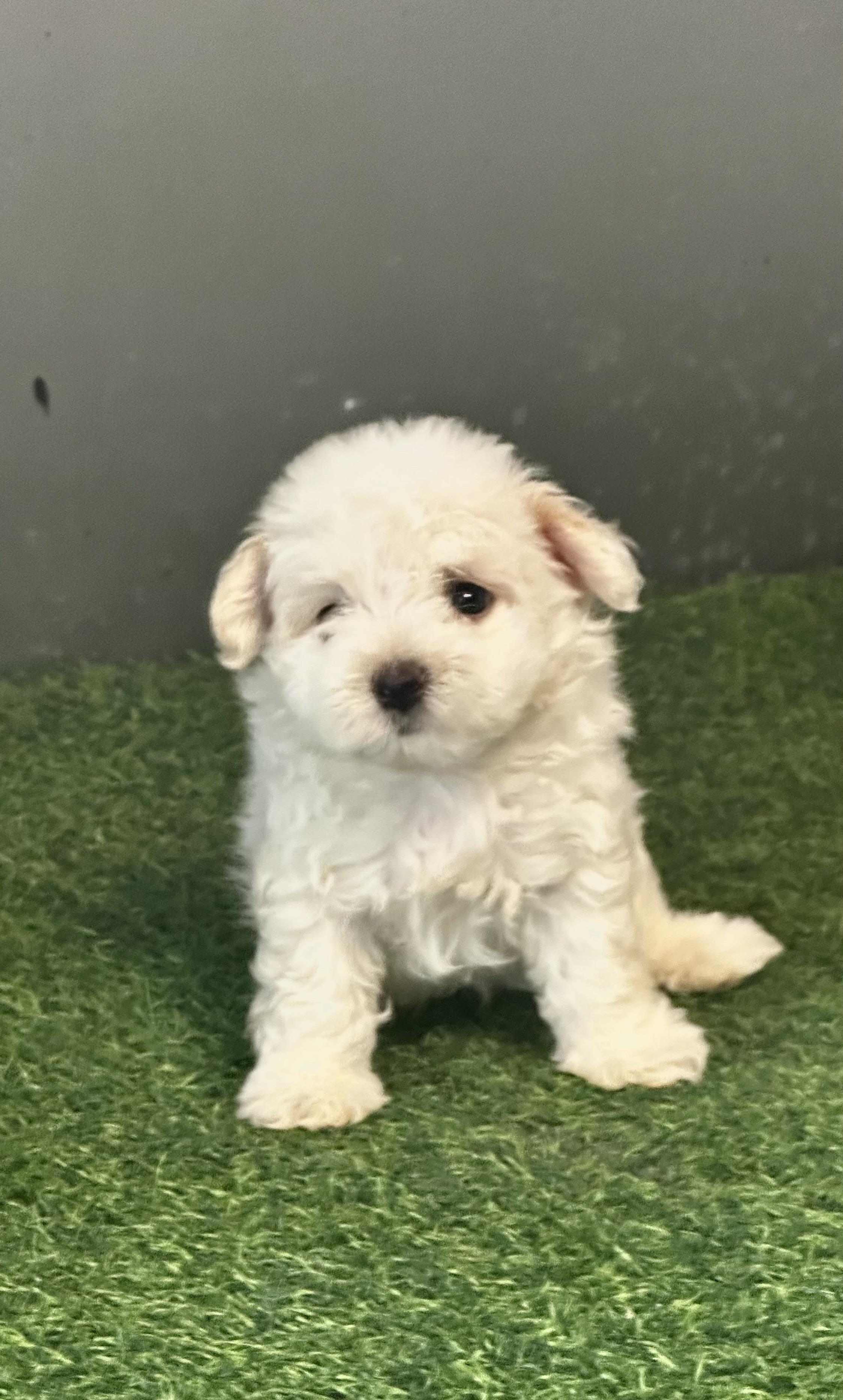 animales y mascotas - Shipoo maltipoo 0