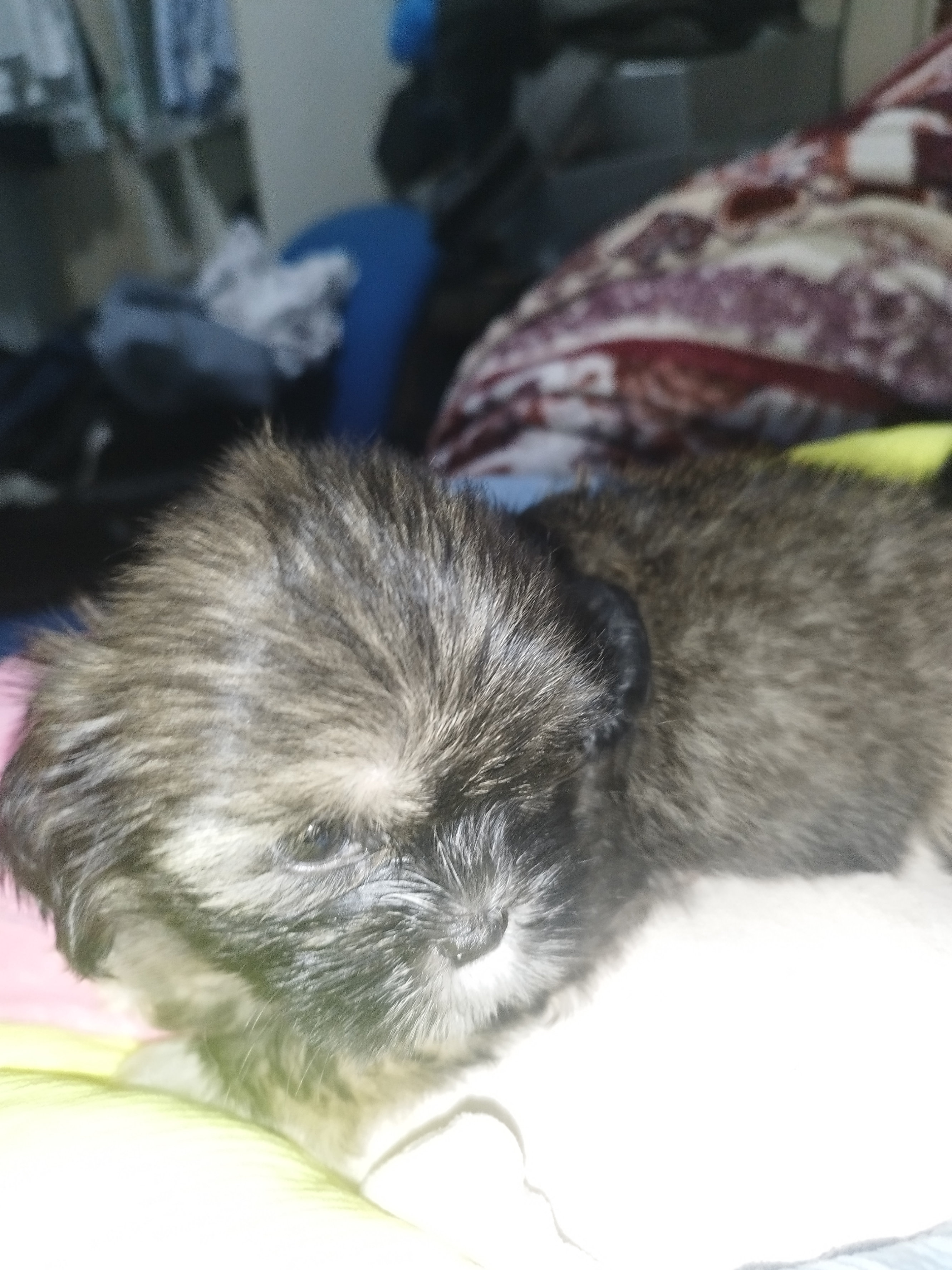 animales y mascotas - cachorros Shih Tzu vacunados y desparacitados 7