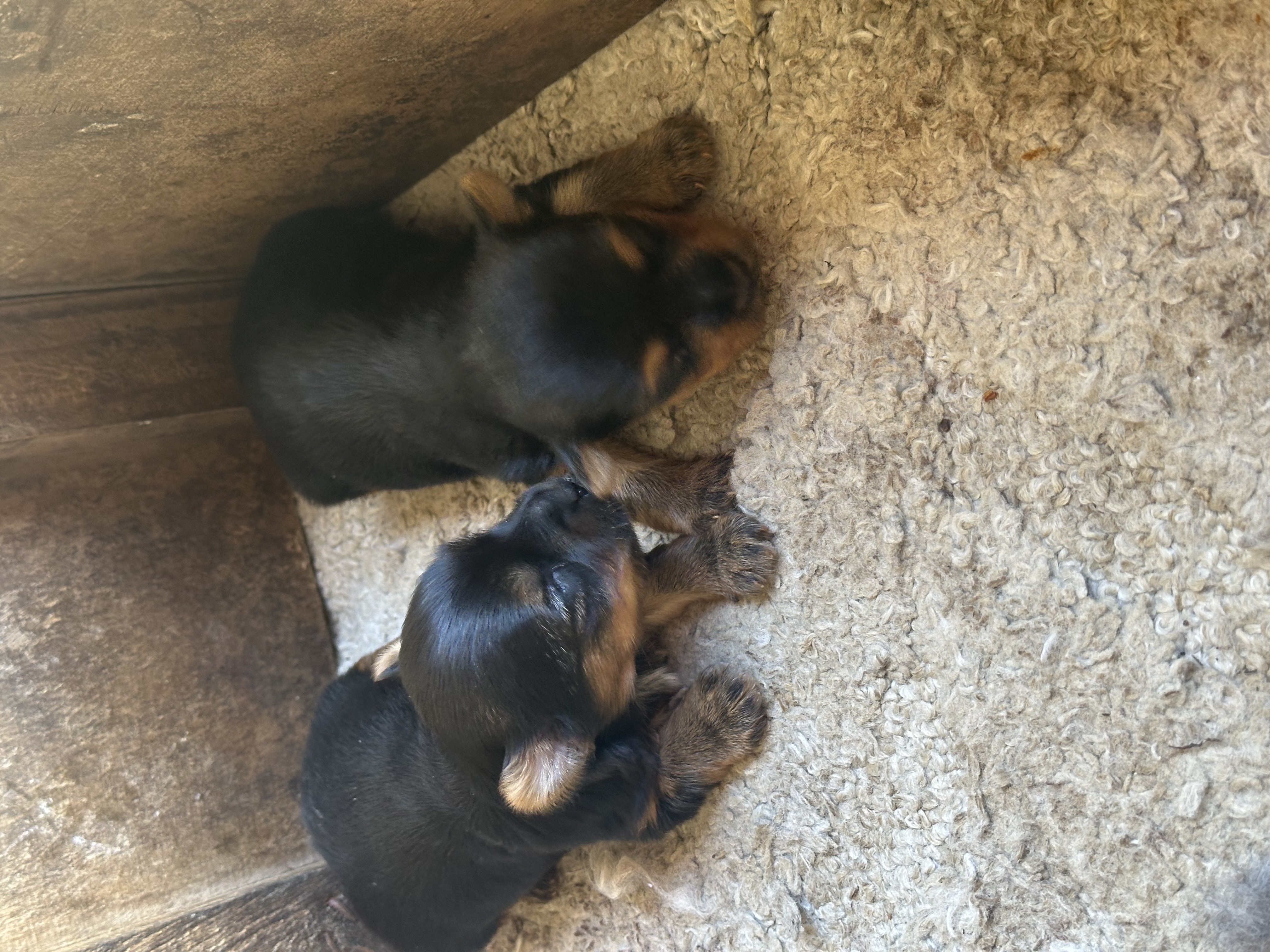 animales y mascotas - yorky hembras y macho 1