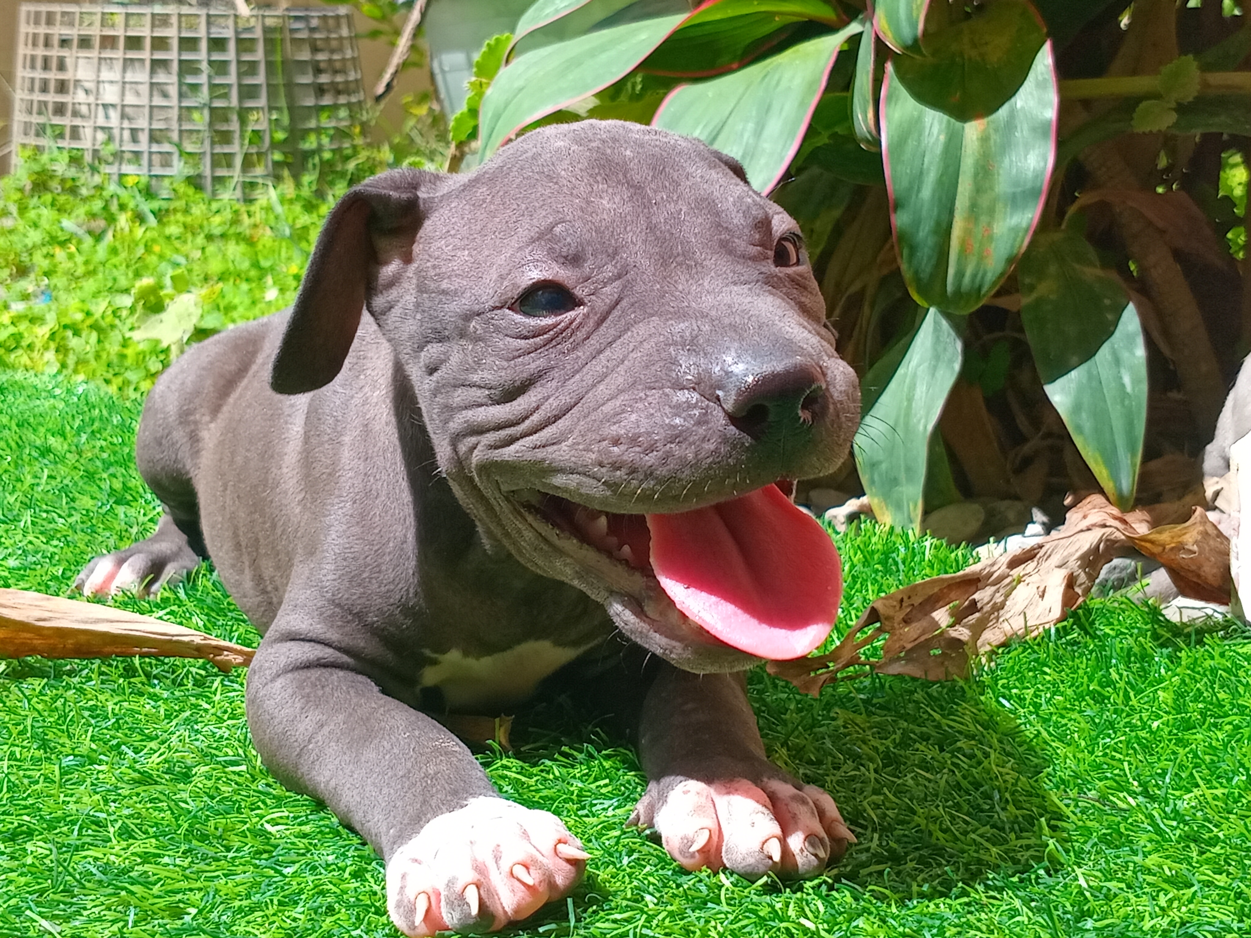 animales y mascotas - Venta de Cachorros Pitbull 0