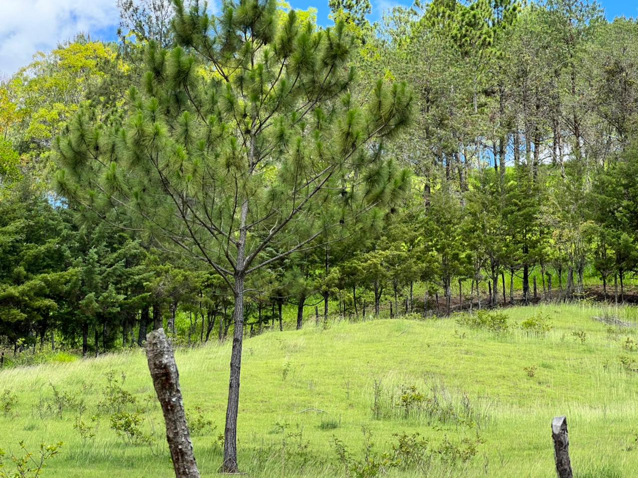 solares y terrenos - Vendo en Constanza varios terrenos 8