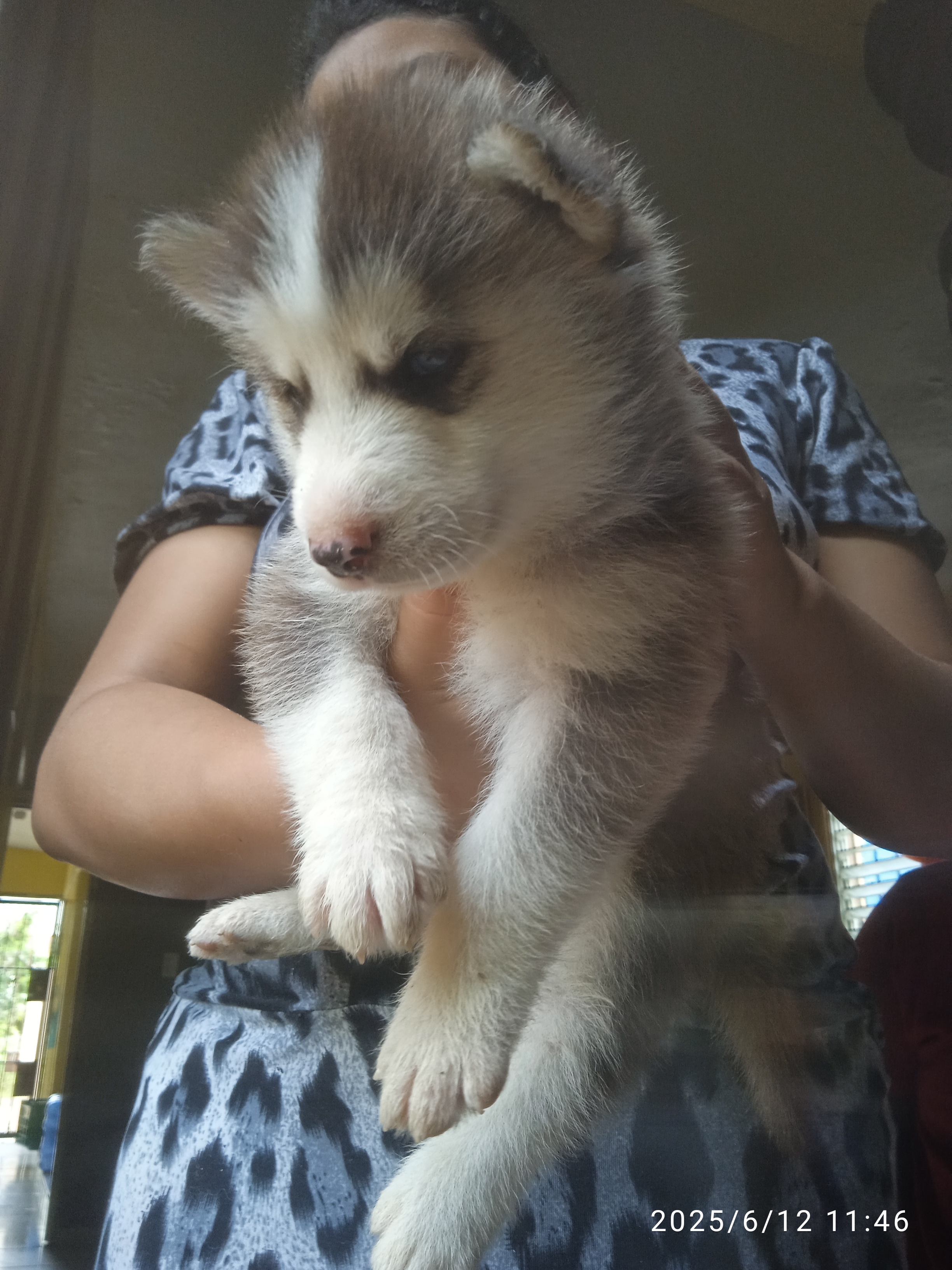 animales y mascotas - Cachorro Husky siberiano  3
