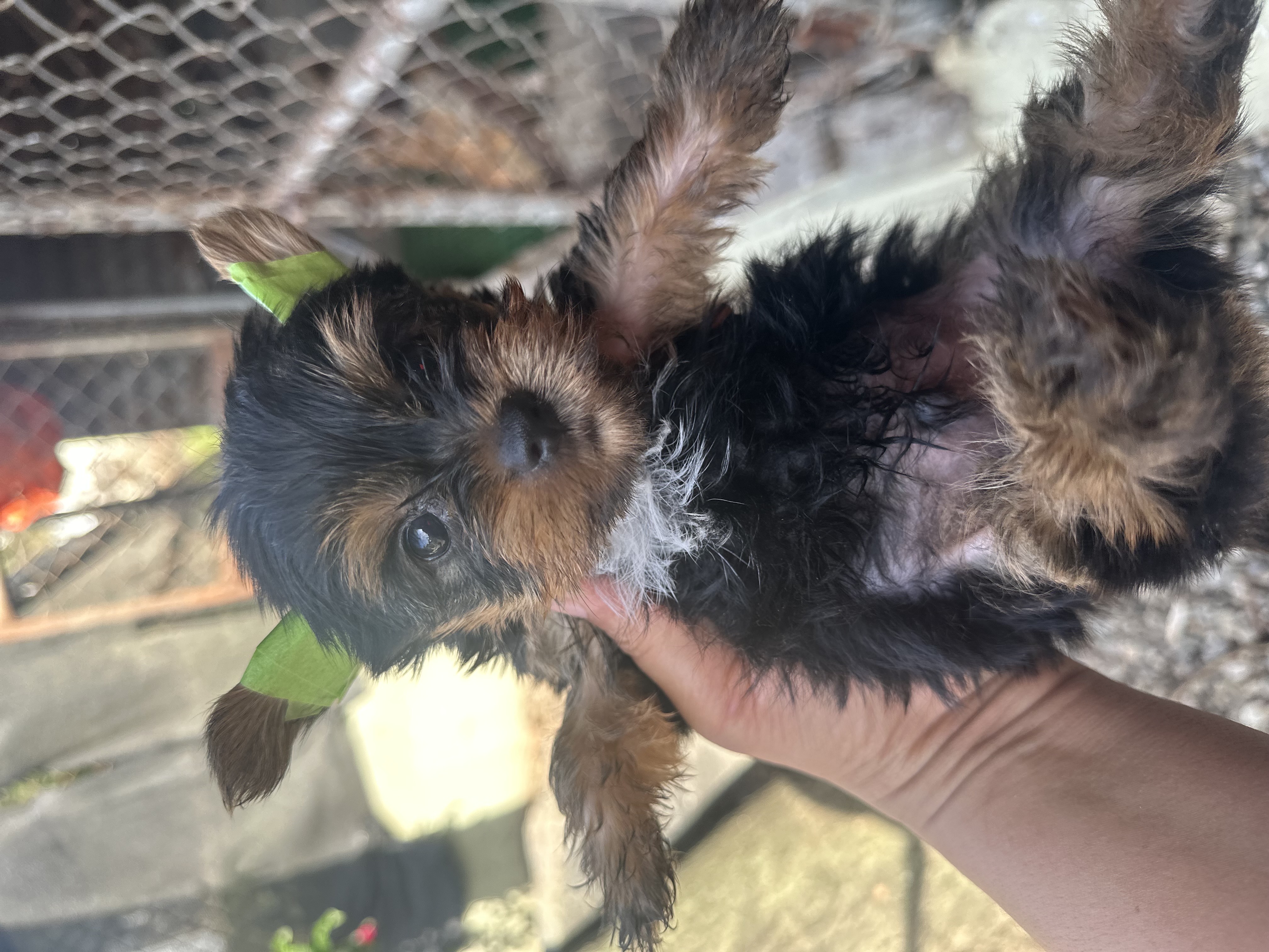 animales y mascotas - yorky 0