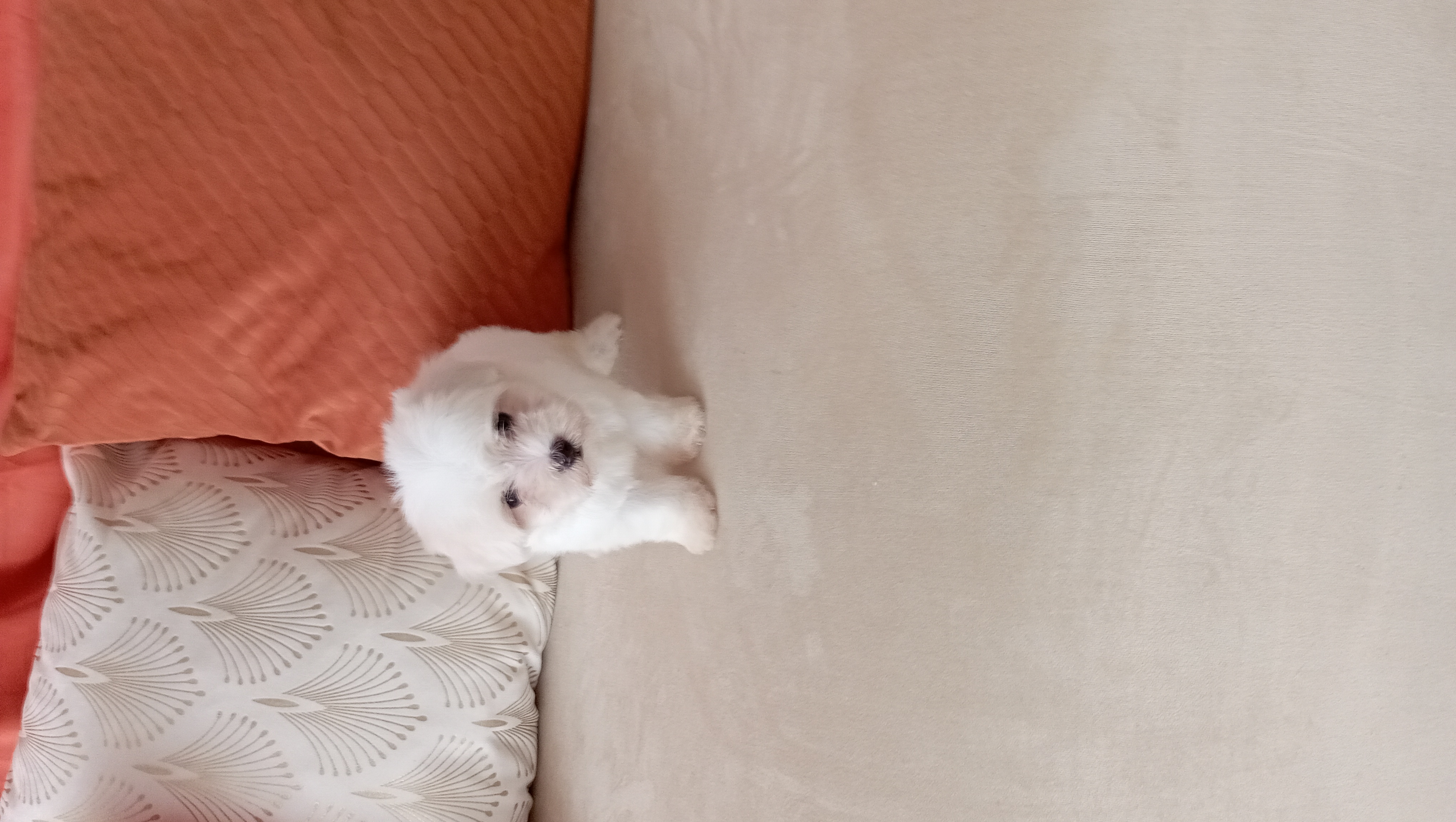 animales y mascotas - adorable cachorros maltés macho disponible  2