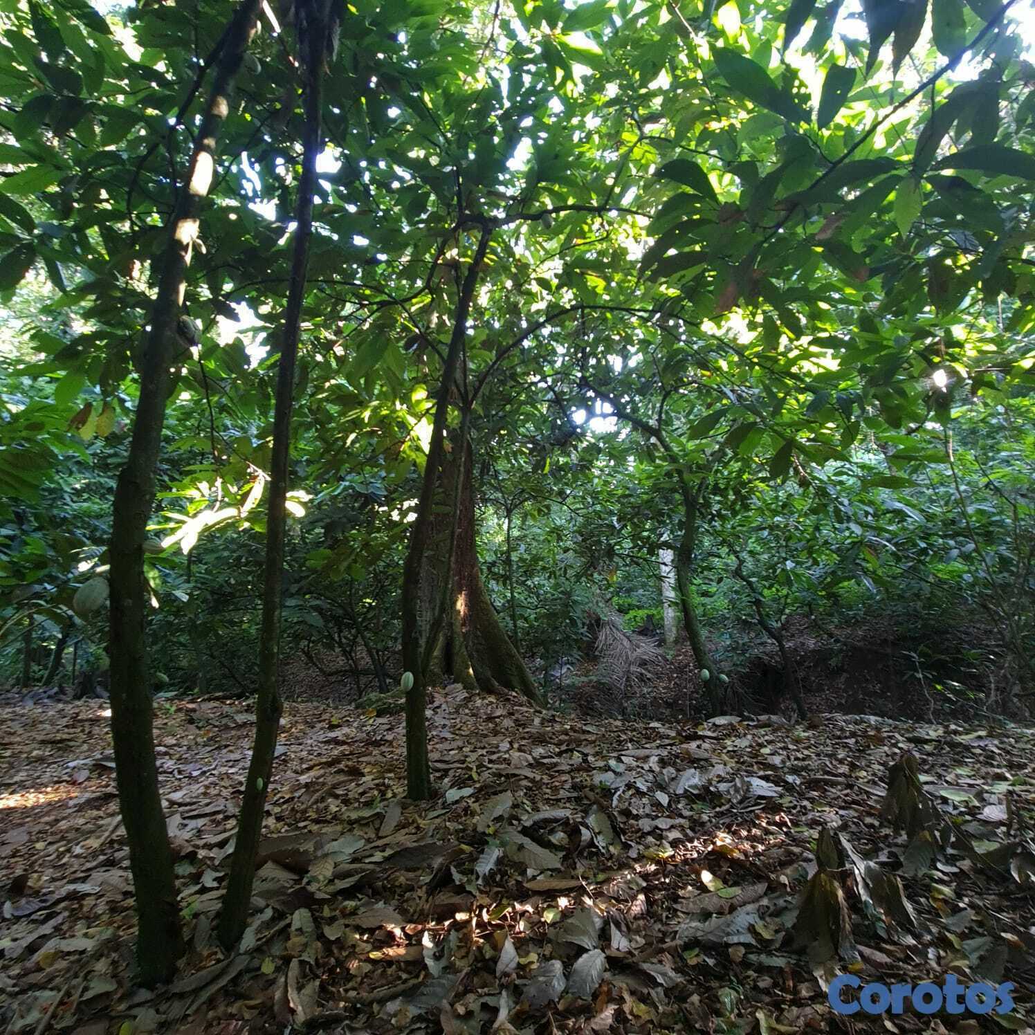 solares y terrenos - Finca en Venta en San Francisco de Macorís Macoris Las Guazumas 1