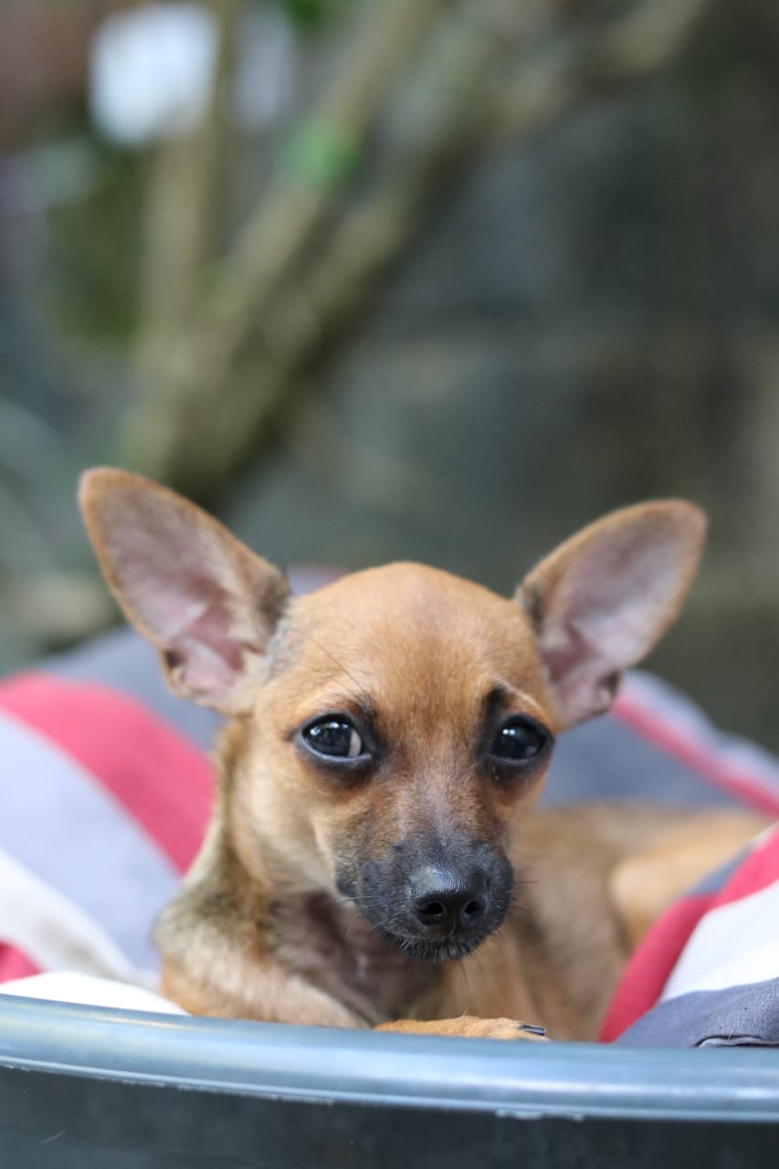 animales y mascotas - Chihuahua cabeza de venado en adopcion. 4