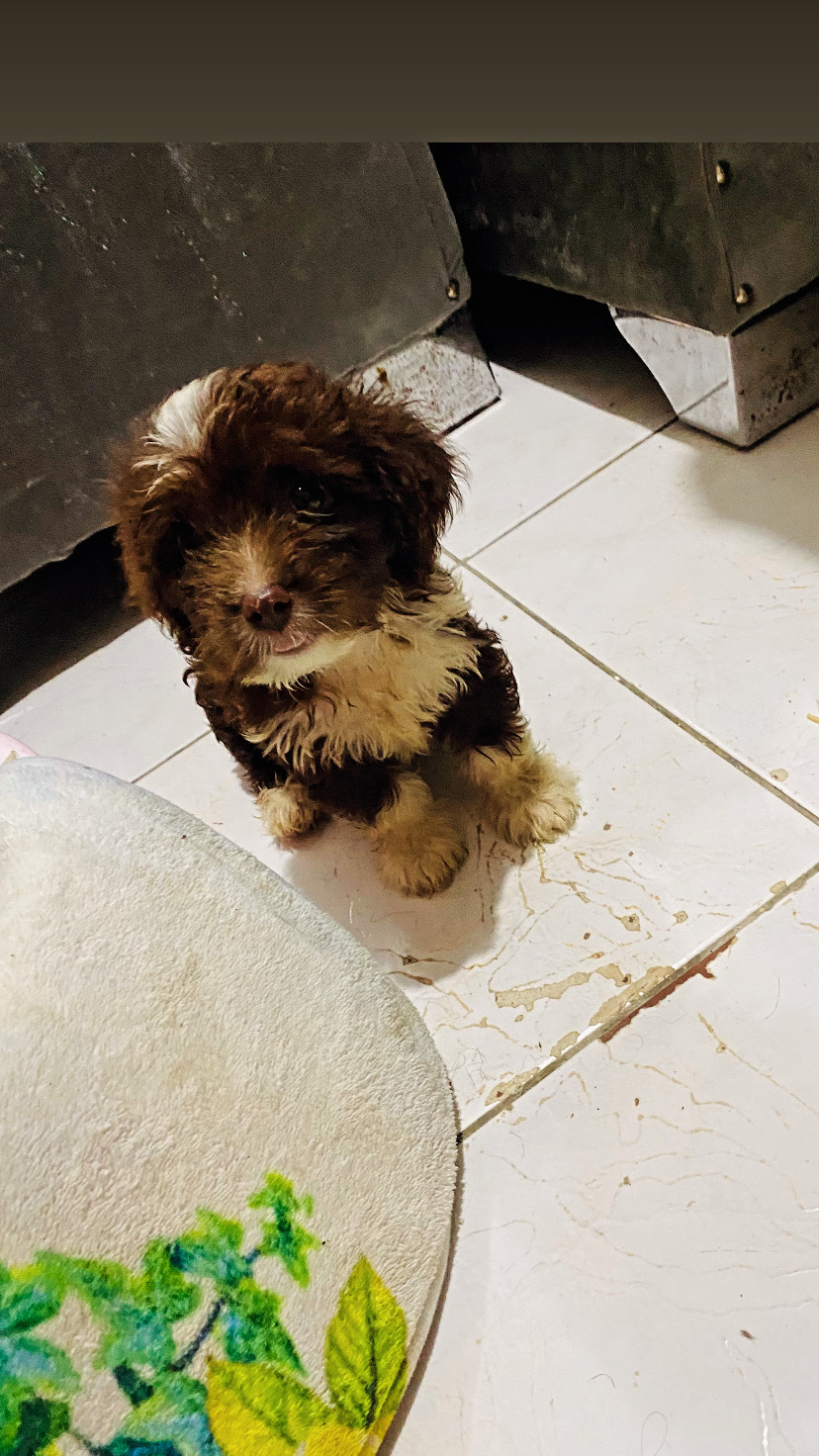 animales y mascotas - Poodle  0