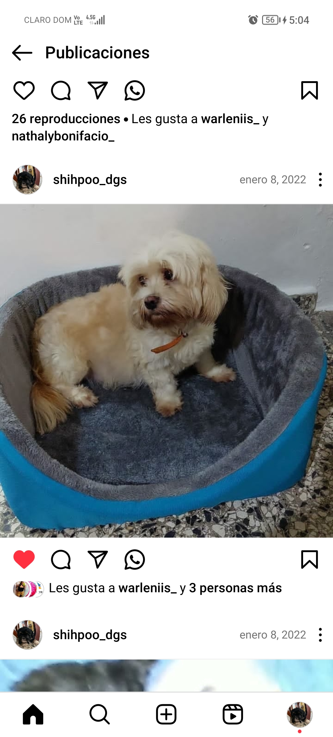 animales y mascotas - Perritos 6