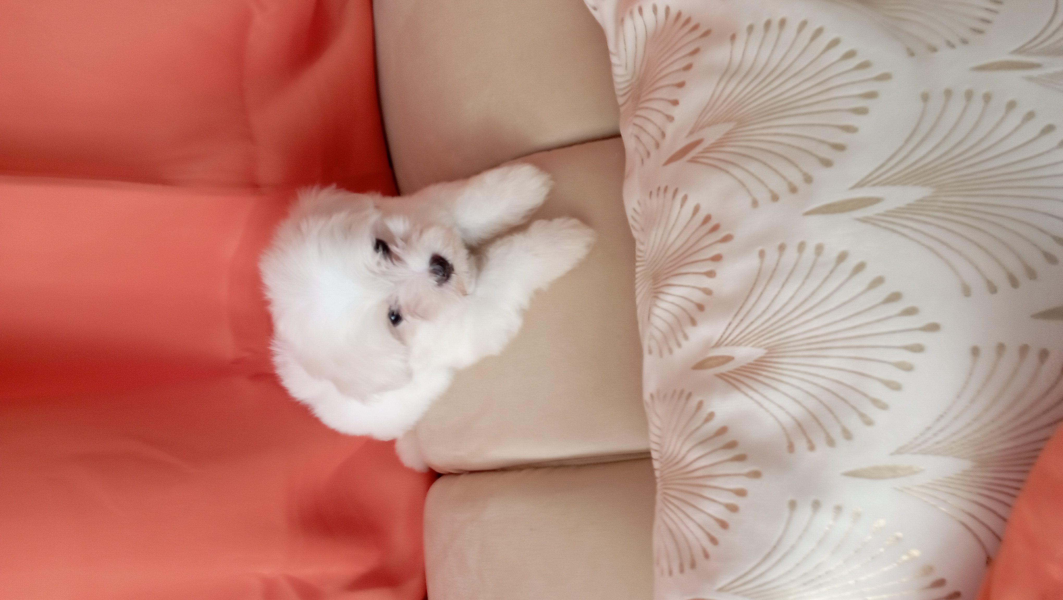 animales y mascotas - adorable cachorros maltés macho disponible  3