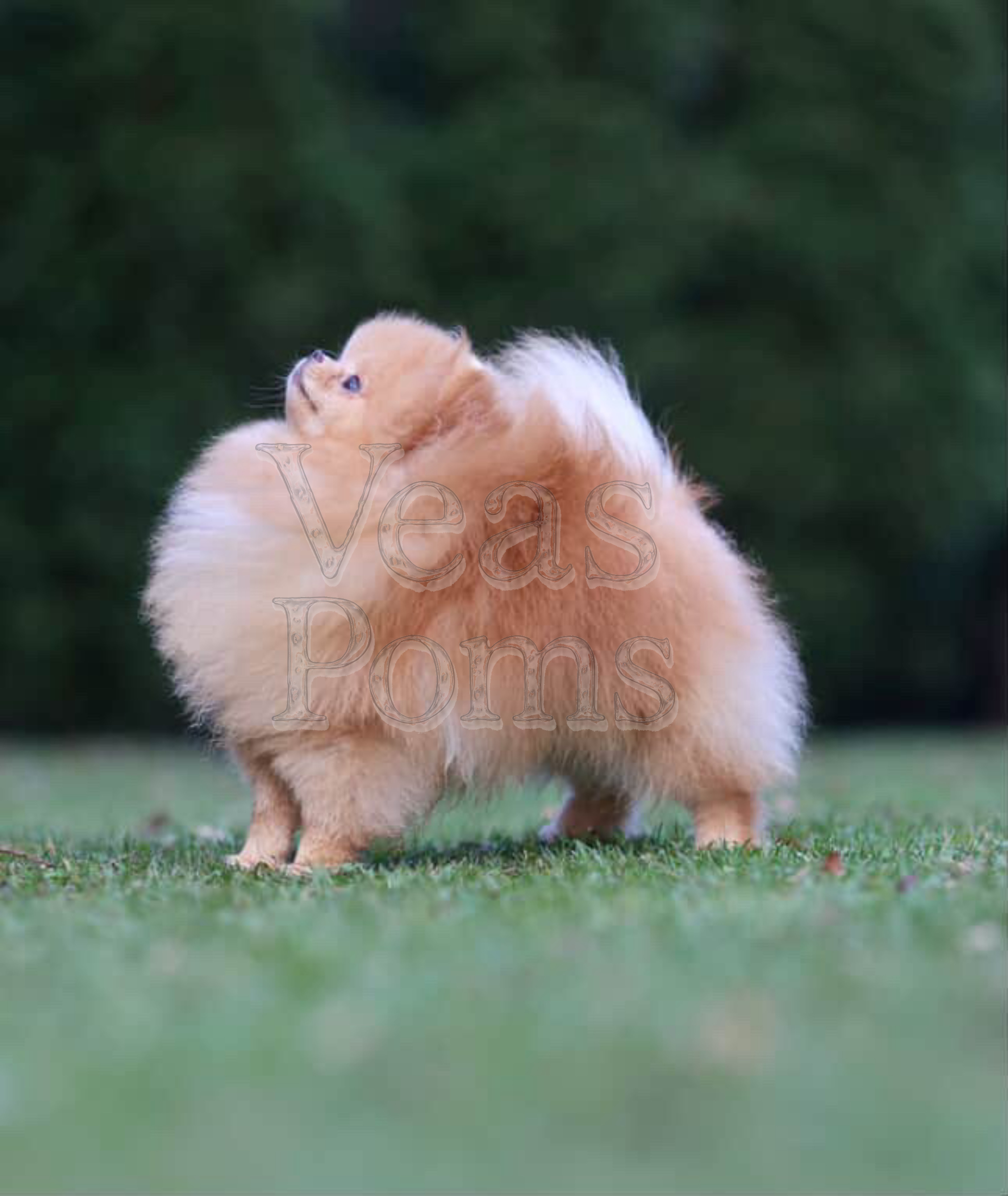 animales y mascotas - pomerania para monta importado desde Rusia 
