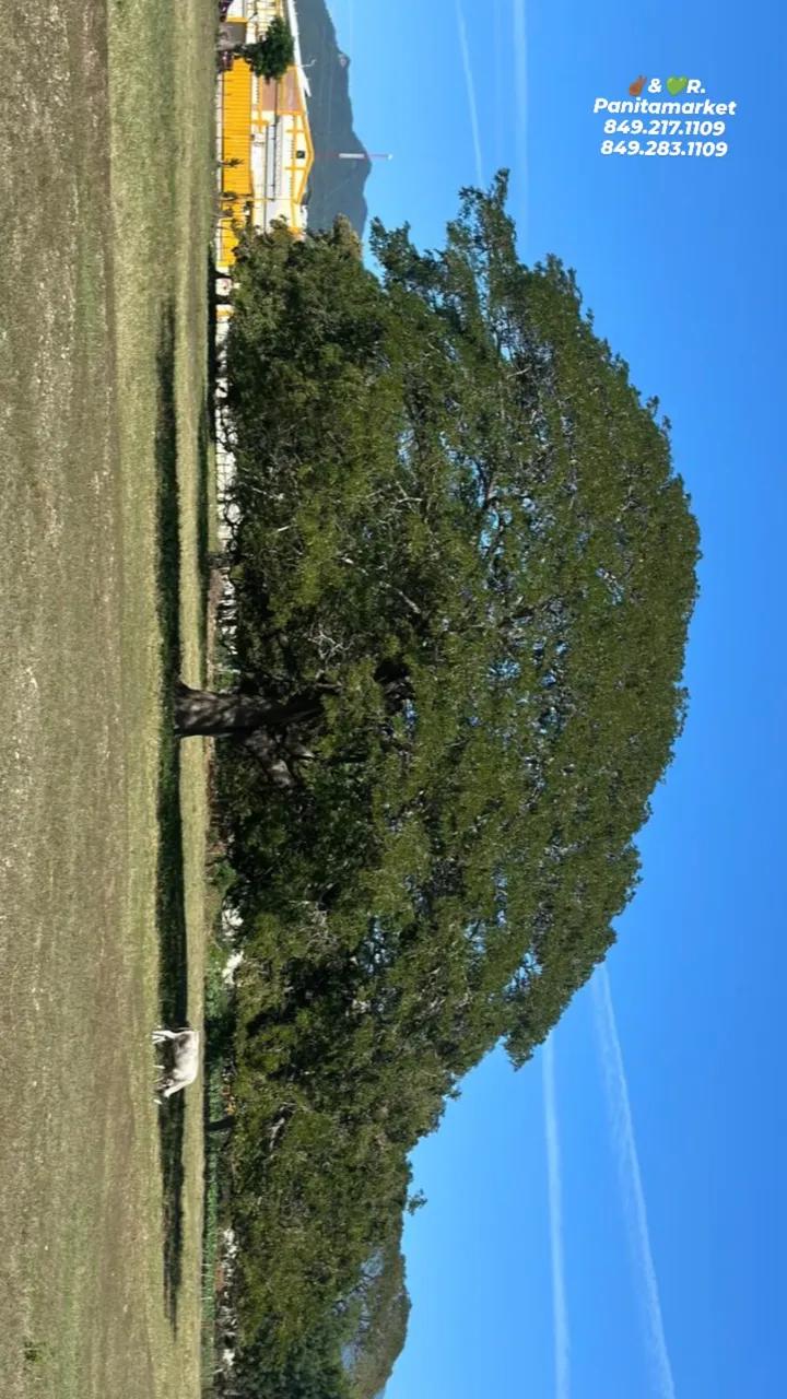 solares y terrenos - Finca de 225 tareas  con acceso al rio Yaque del norte en Santiago 