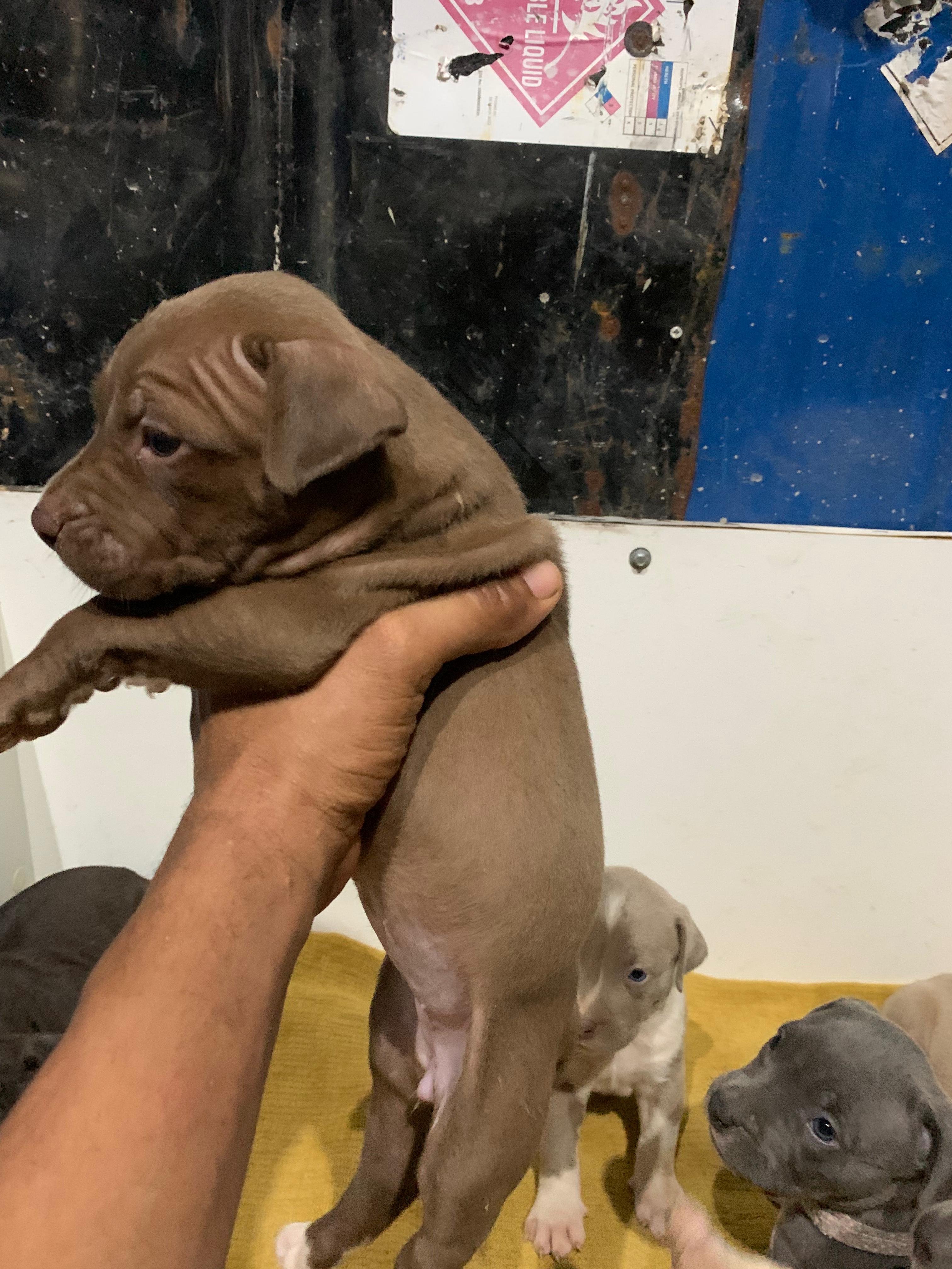 animales y mascotas - Pitbull 2