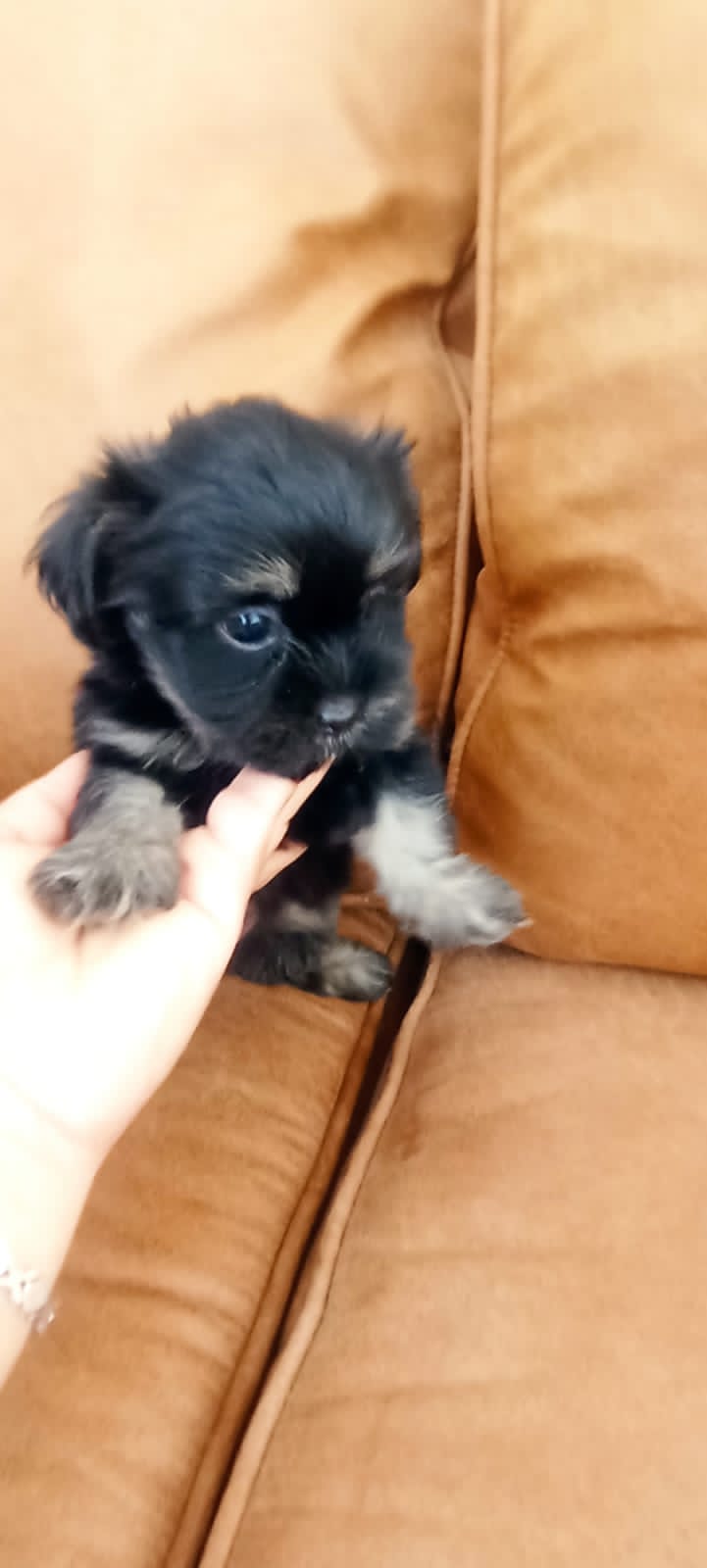 animales y mascotas - Cachorros Shih tzu 