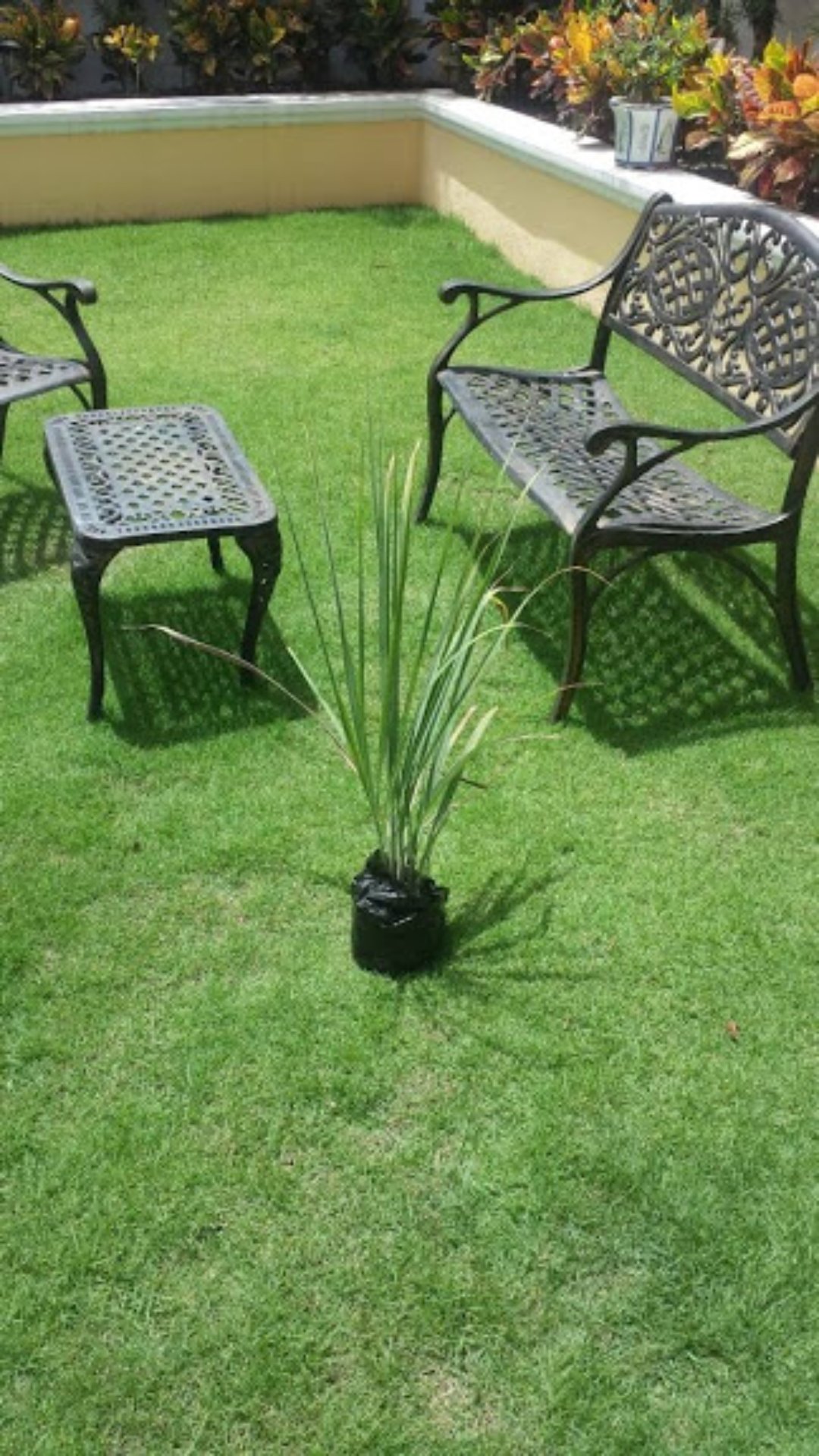 herramientas, jardines y exterior - Gramas Dominicanas / La Mejor Grama Natural Del País  9