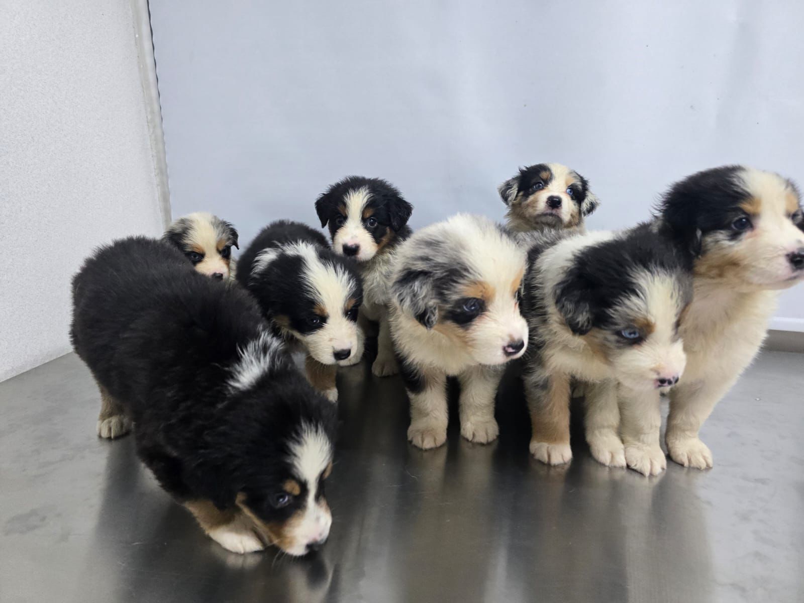 animales y mascotas - OFERTA CACHORRO PASTOR AUSTRALIANO AMBOS SEXO EN S