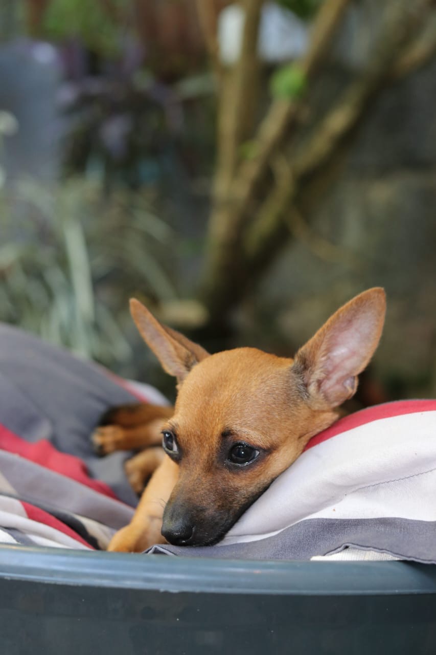 animales y mascotas - Chihuahua cabeza de venado en adopcion. 5