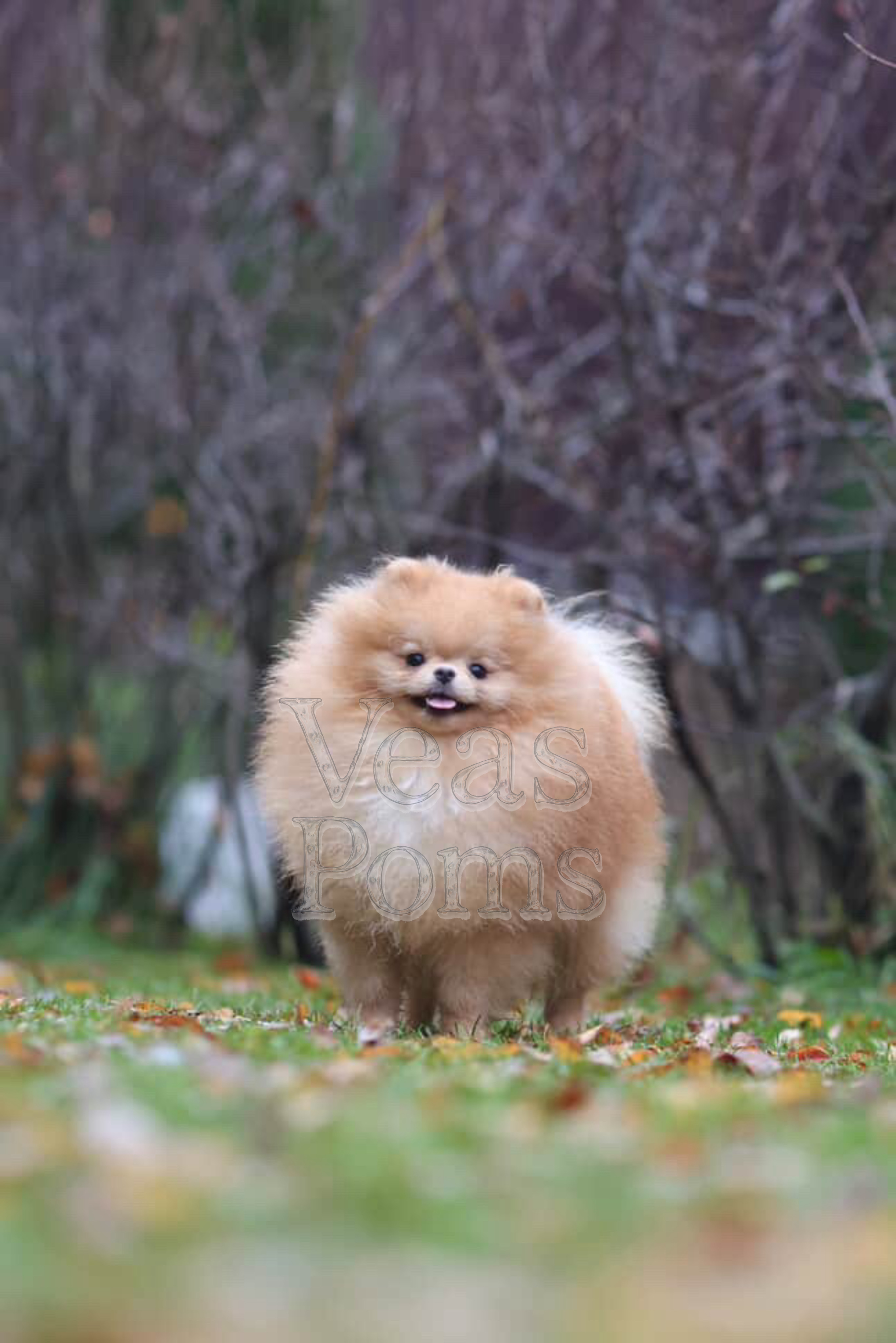 animales y mascotas - pomerania para monta importado desde Rusia  1