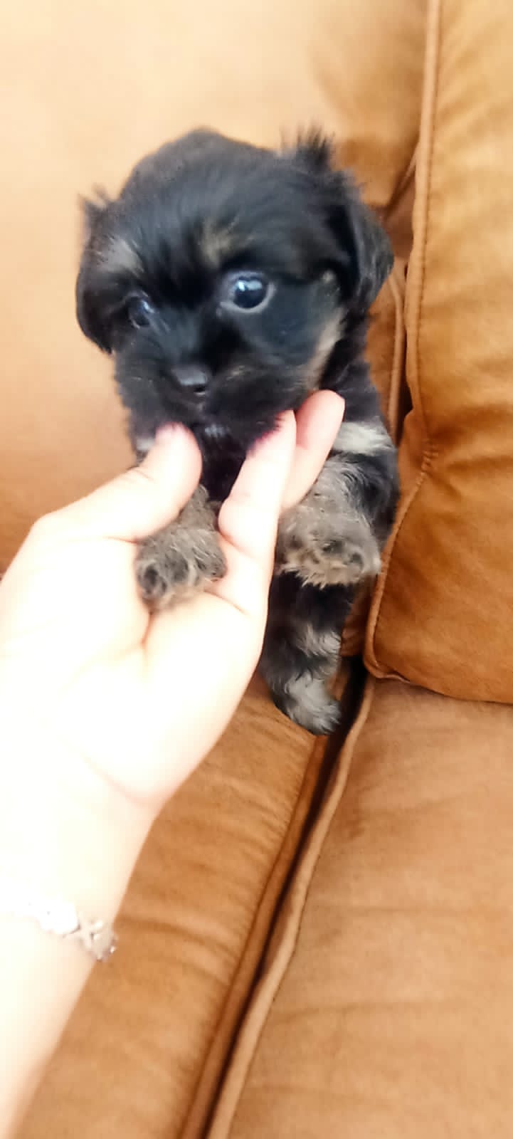 animales y mascotas - Cachorros Shih tzu  1