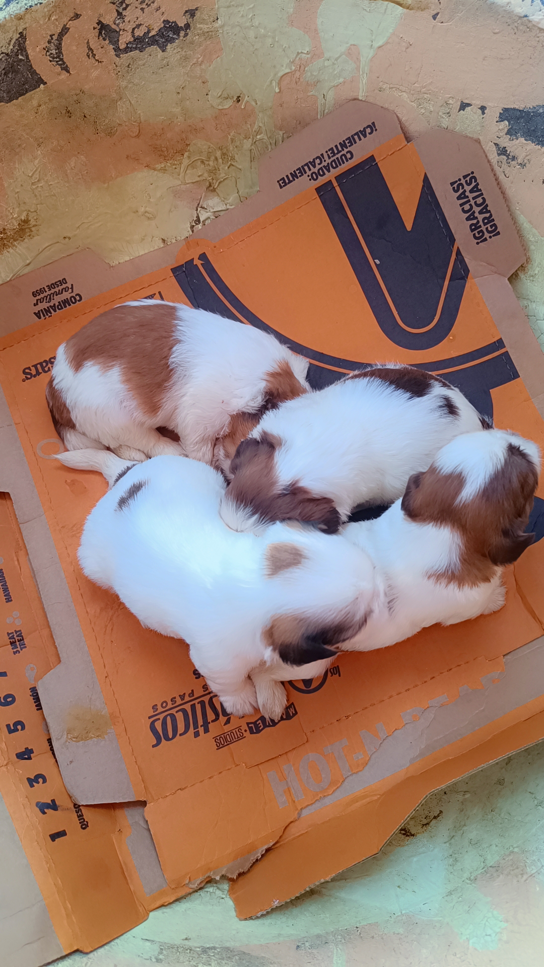 animales y mascotas - Cachorros 0