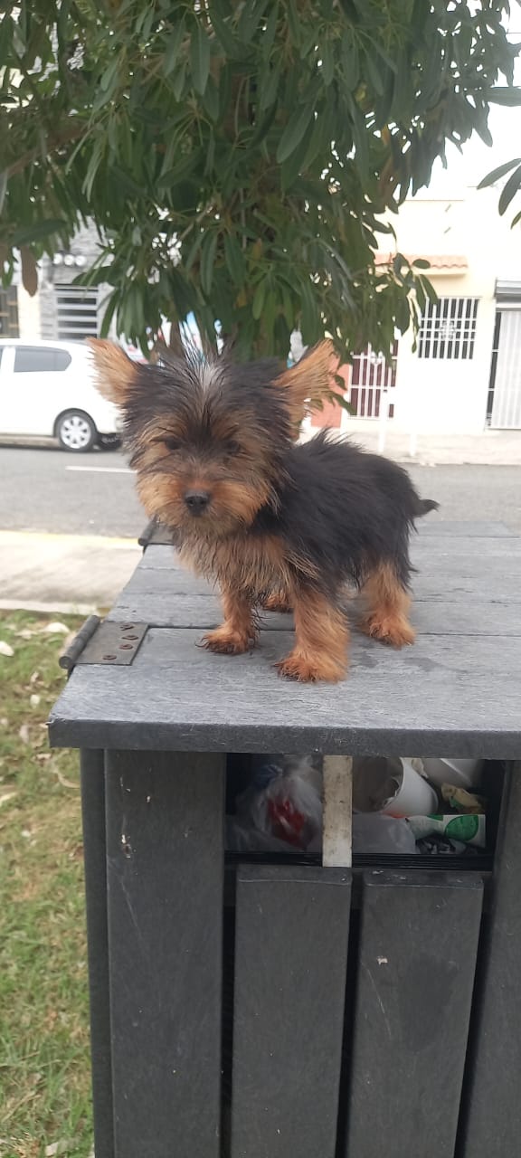animales y mascotas - Yorkie Macho *Todas las vaunas aplicadas