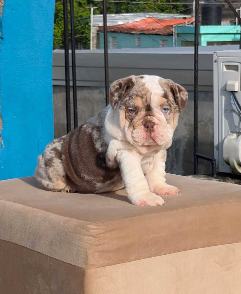 animales y mascotas - OFERTA CACHORRO BULLDOG INGLES HEMBRA EN SANTO DOM