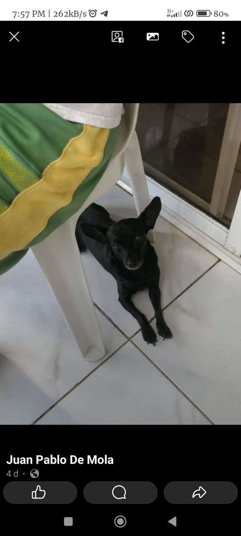 animales y mascotas - Perritas en adopción 1