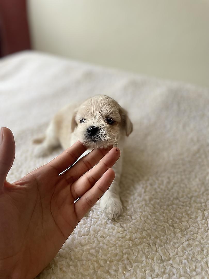animales y mascotas - Cachorros Chipoo en Venta – 5 Disponibles, ¡Listos para Reservar!  4