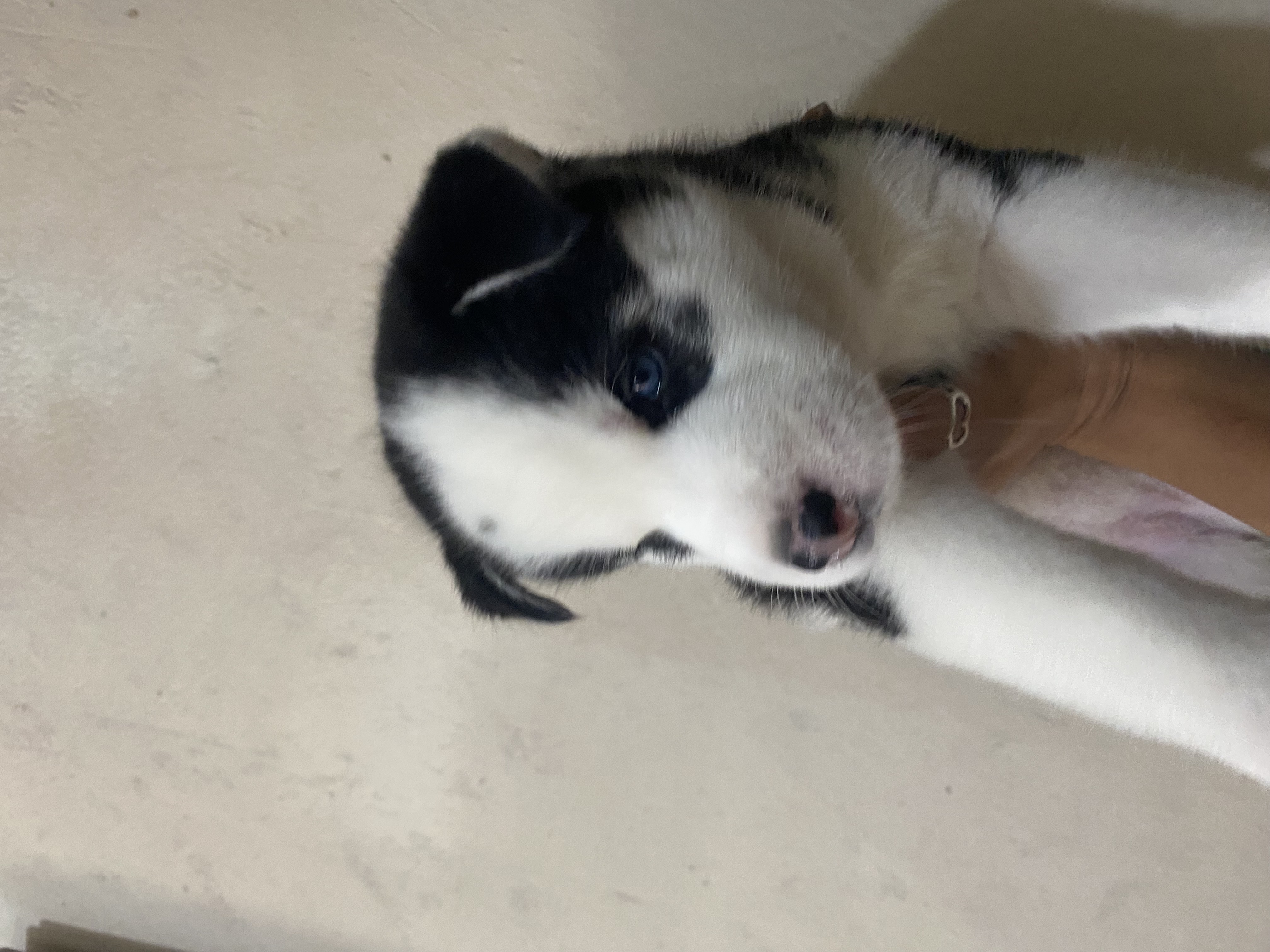 animales y mascotas - husky siberiano  3
