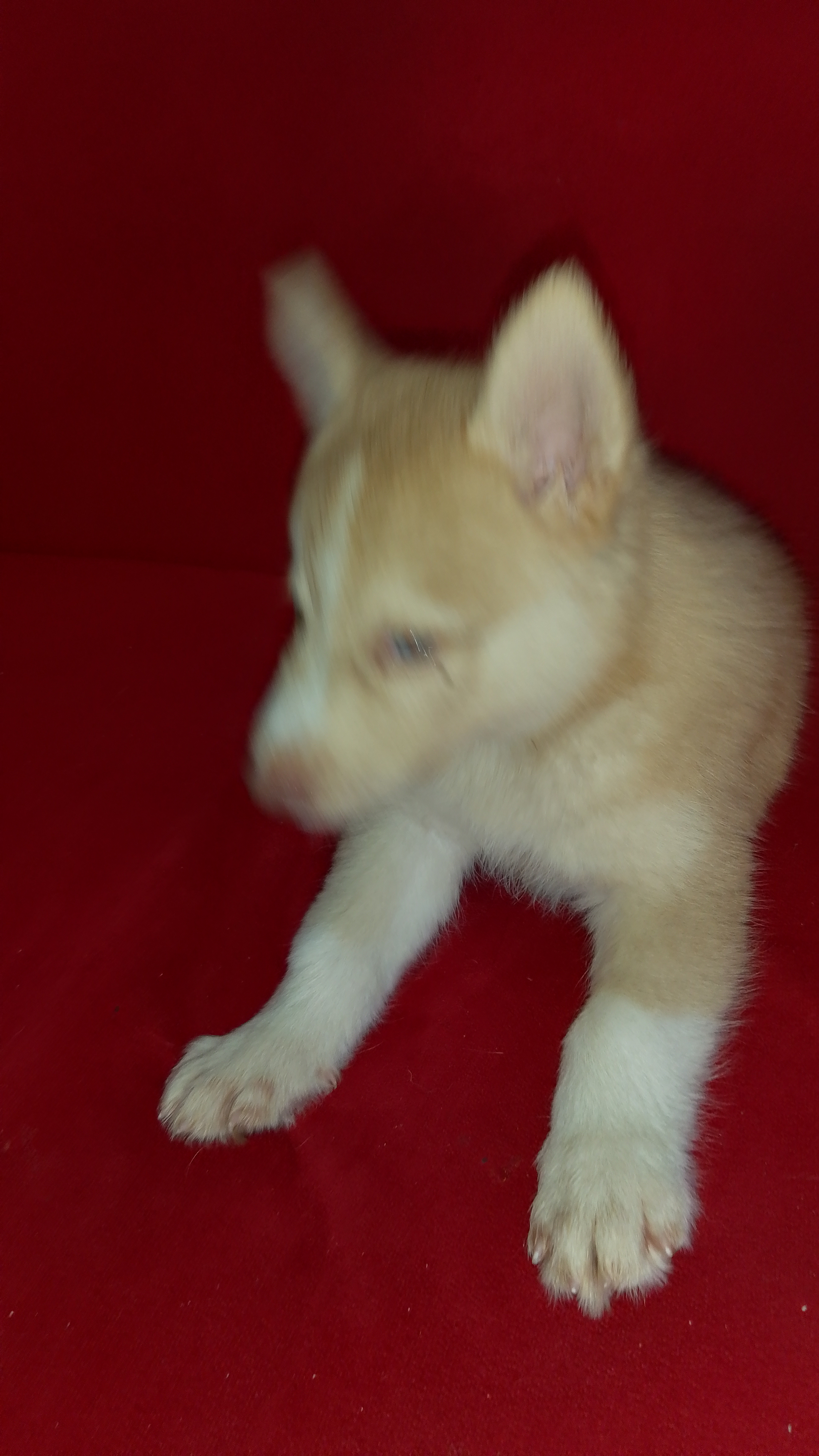 animales y mascotas - se vende cachorro Husky siberiano  1