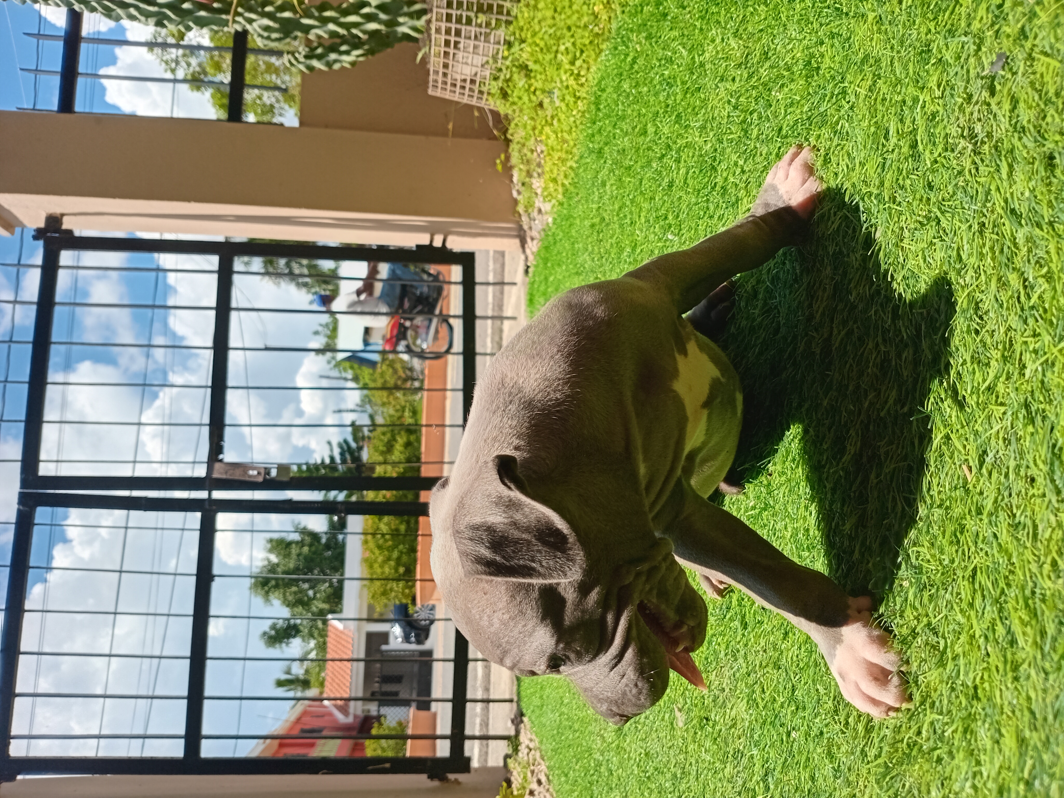 animales y mascotas - Venta de Cachorros Pitbull 7