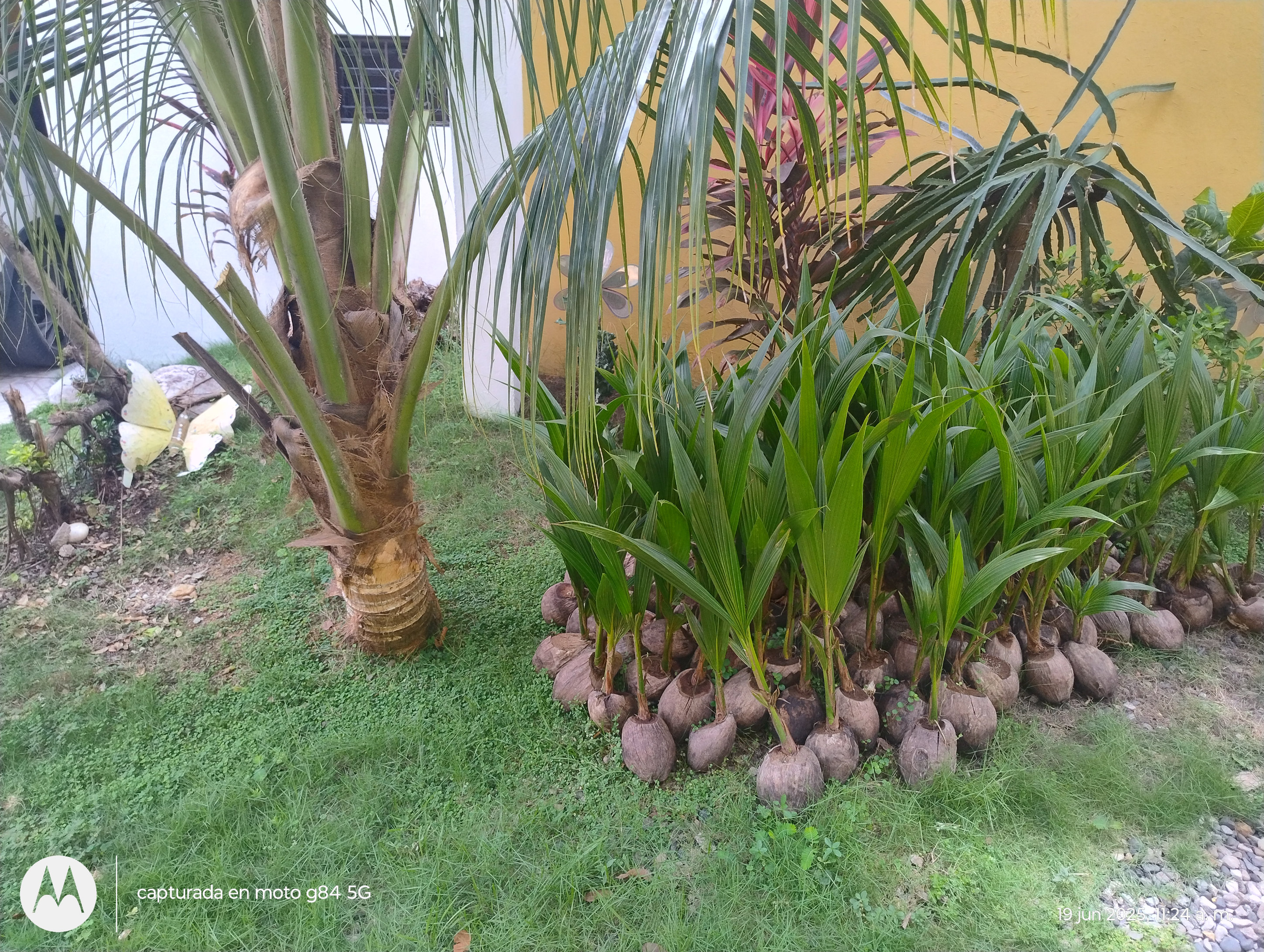 herramientas, jardines y exterior - Matas de coco enano brasileño 0