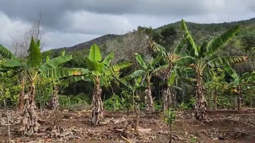 solares y terrenos - Vendo terreno con 15 tareas de tierra Con su Título. 7
