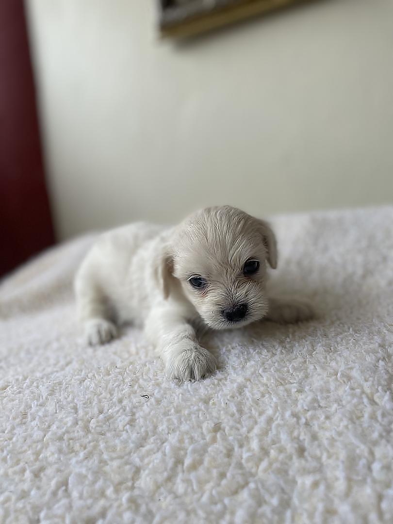 animales y mascotas - Cachorros Chipoo en Venta – 5 Disponibles, ¡Listos para Reservar!  1