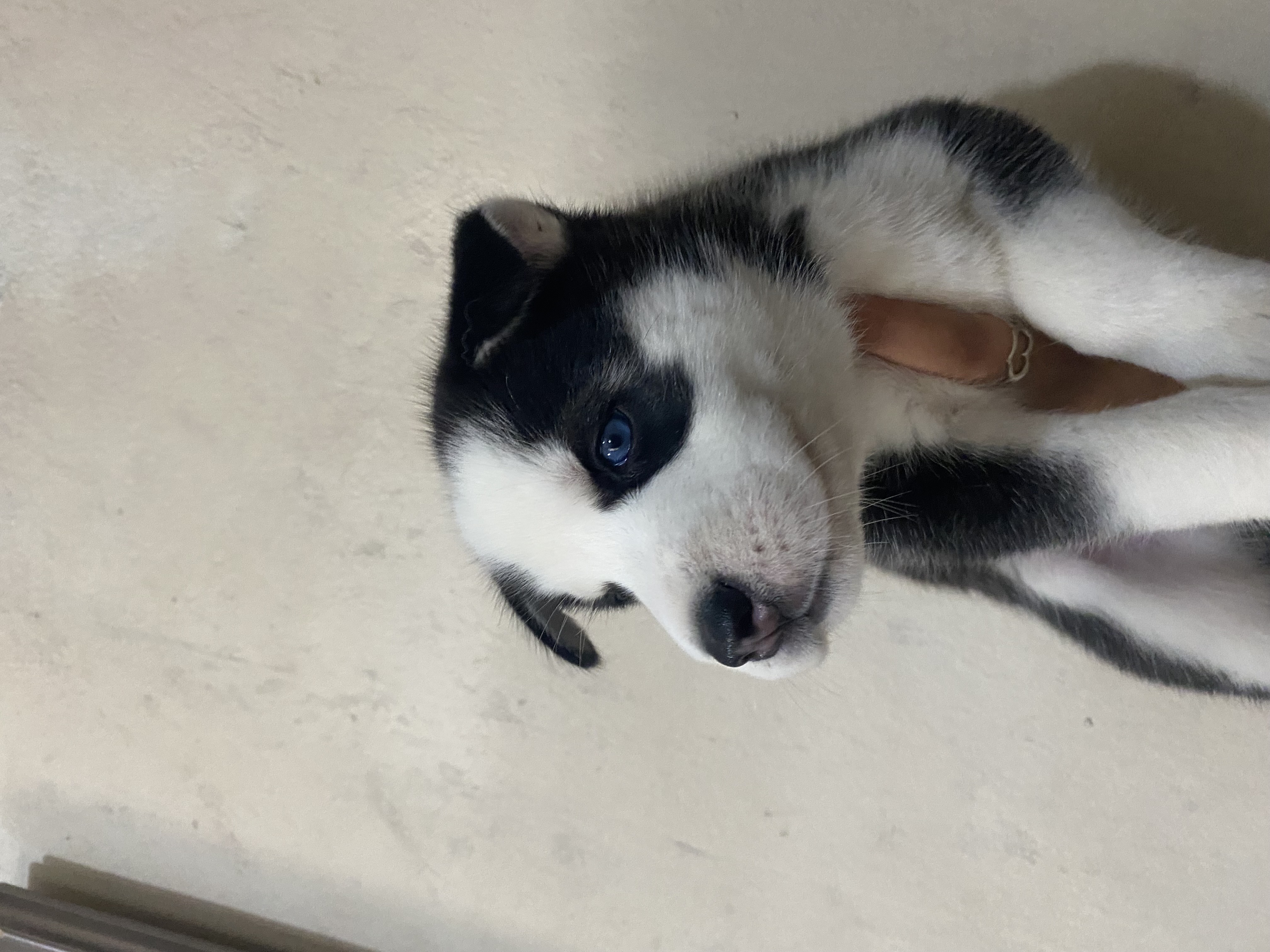 animales y mascotas - husky siberiano 