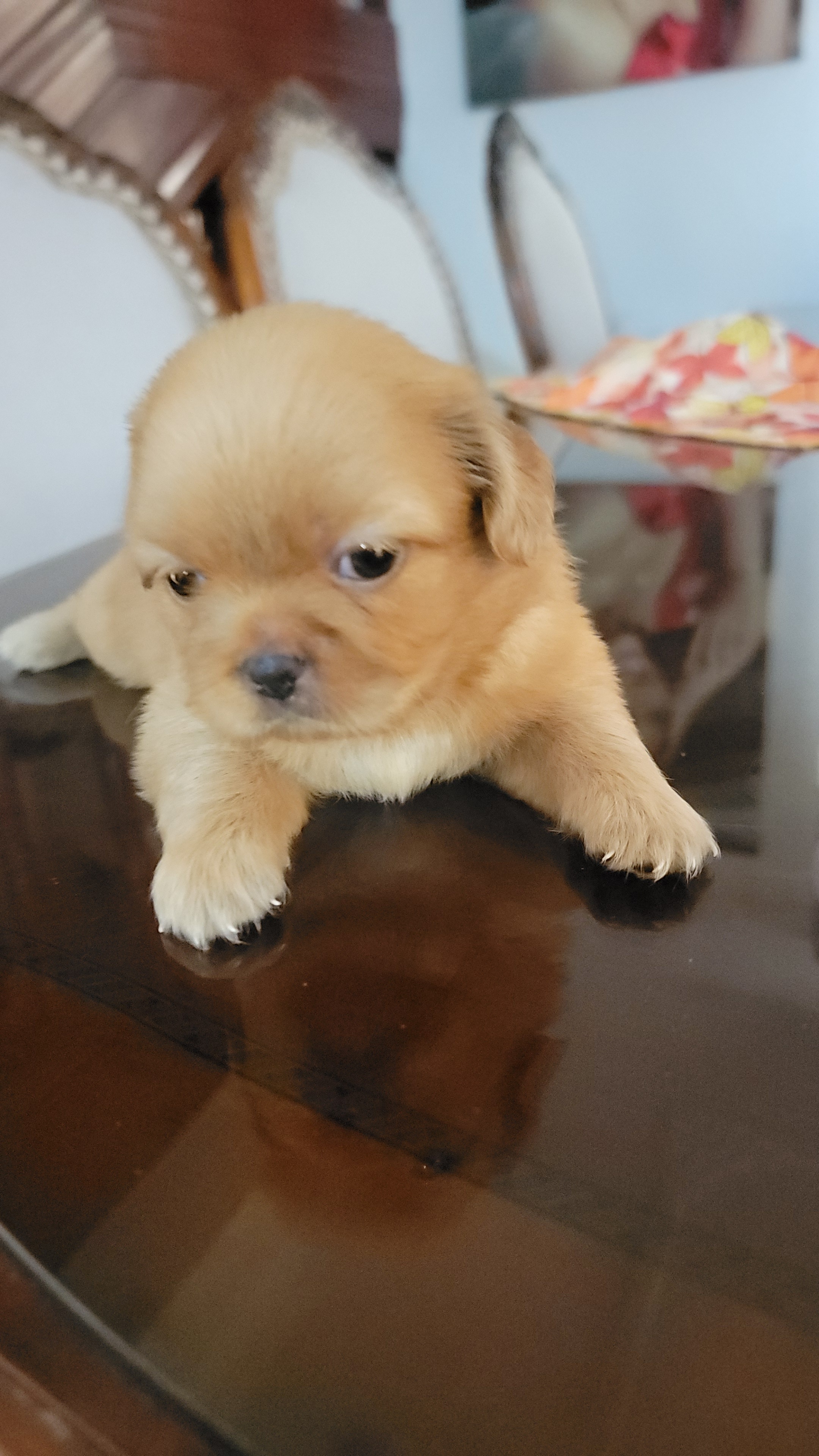 animales y mascotas - Pekines Puppy 5