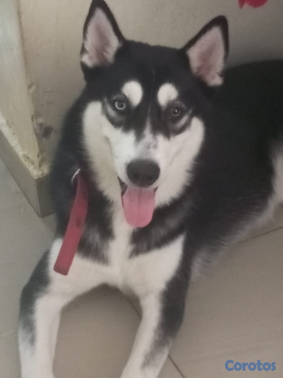 animales y mascotas - PERRA HEMBRA (husky siberiano) 3