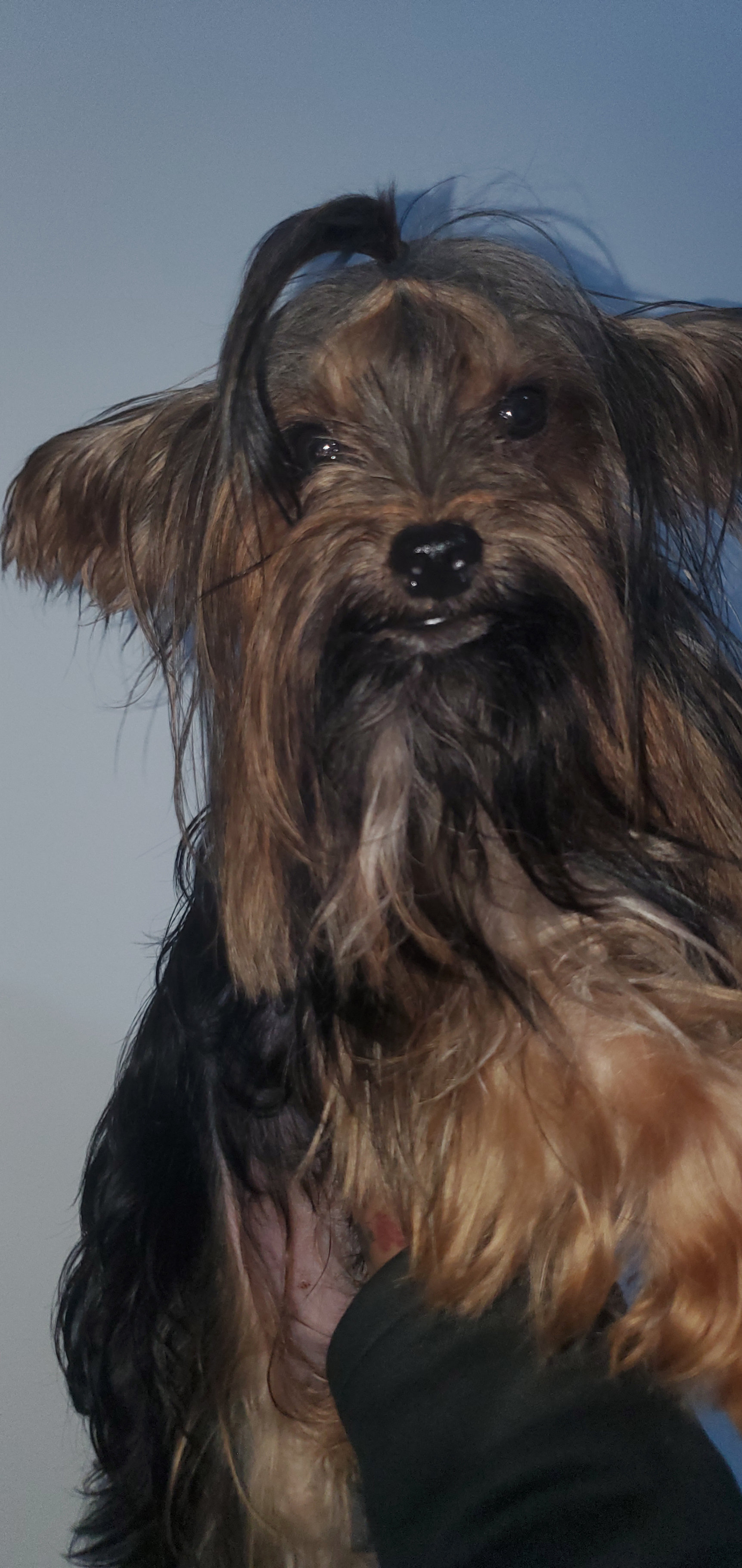 animales y mascotas - yorkie macho disponible para monta en santo domingo  0