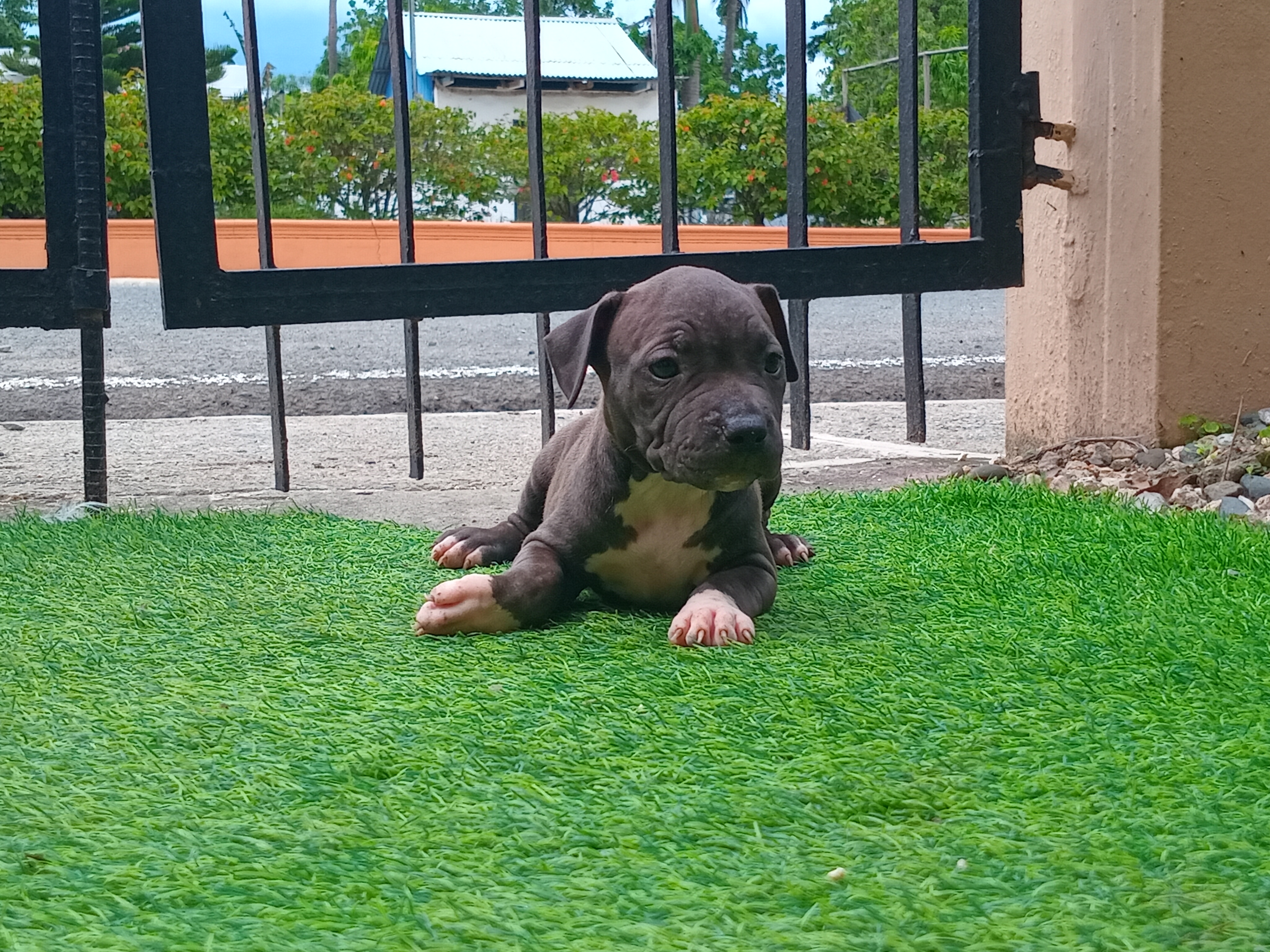 animales y mascotas - Venta de Cachorros Pitbull 4