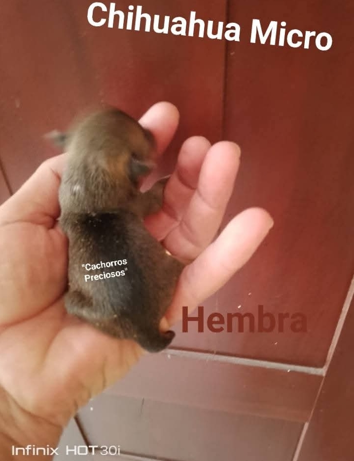 animales y mascotas - Chihuahua Micro/ Tacita de Te / Enanos  0