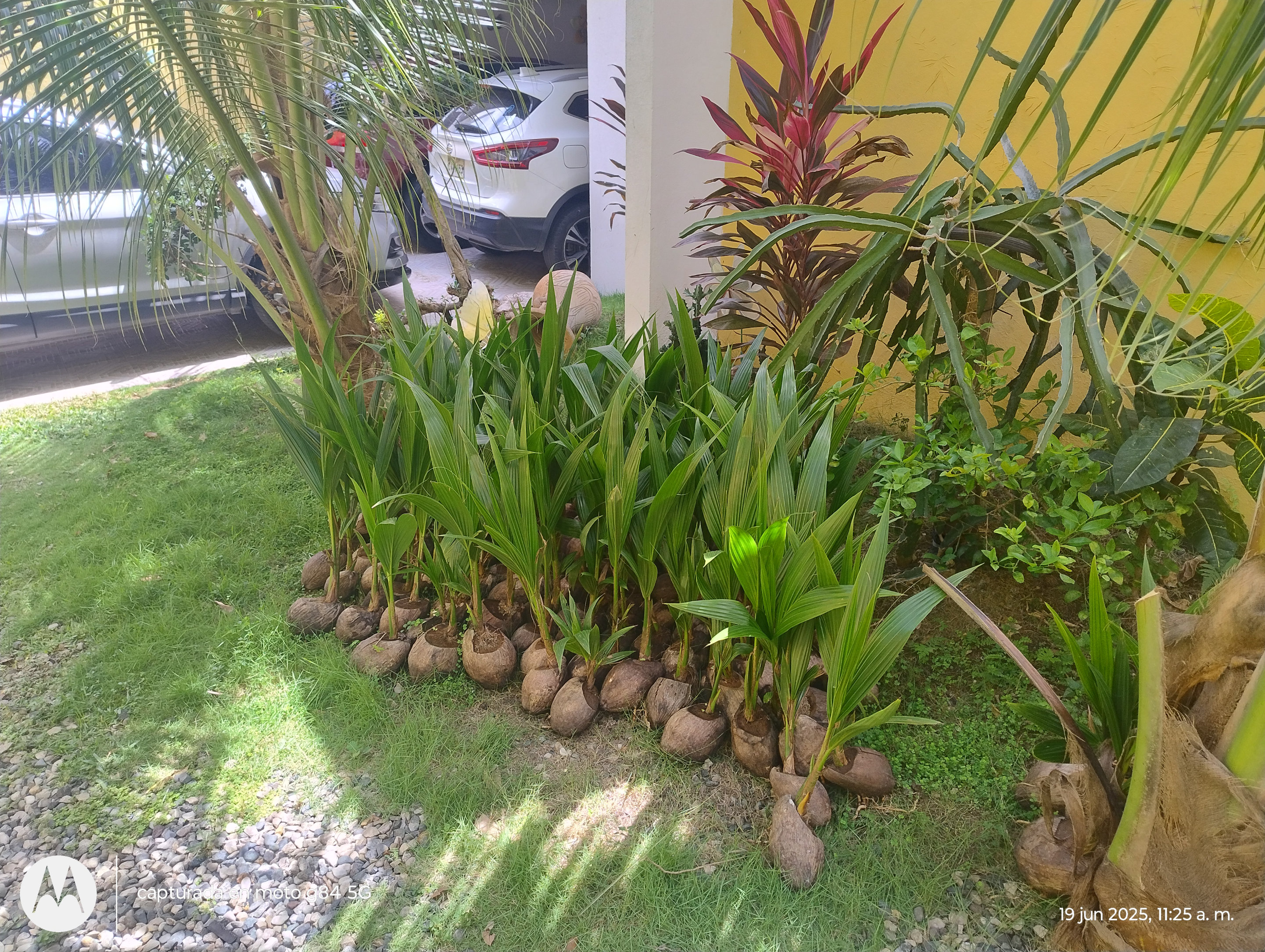 herramientas, jardines y exterior - Matas de coco enano brasileño 1