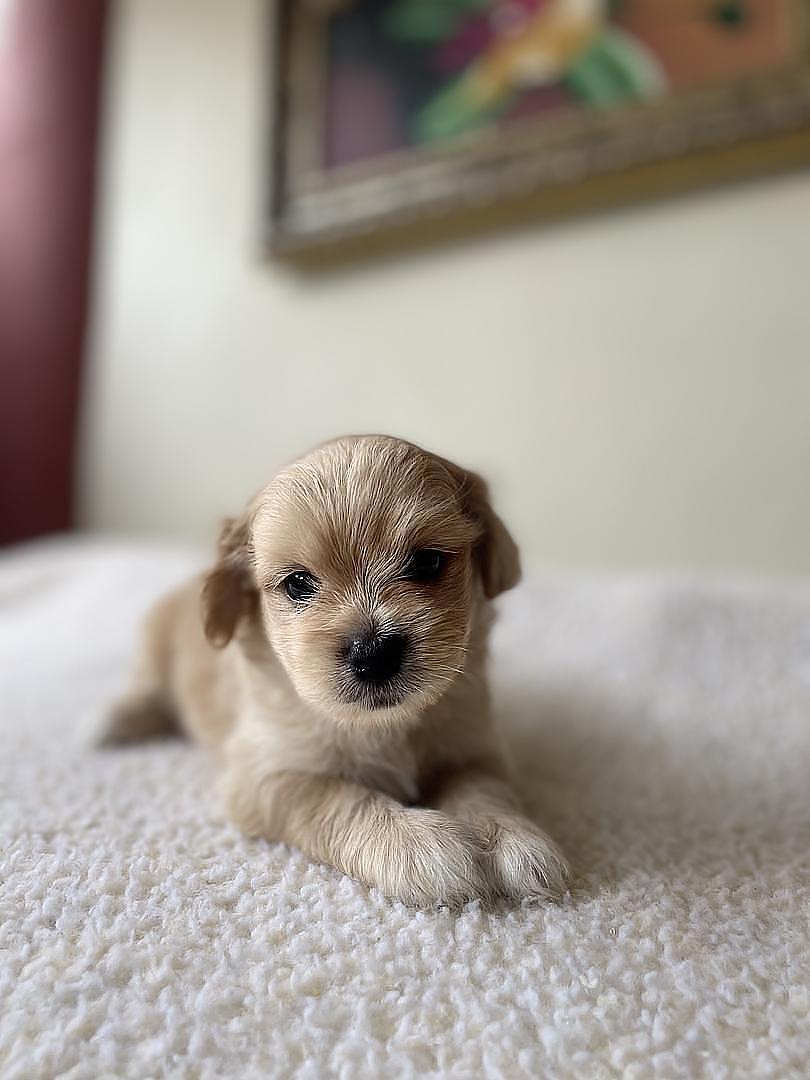 animales y mascotas - Cachorros Chipoo en Venta – 5 Disponibles, ¡Listos para Reservar!  2