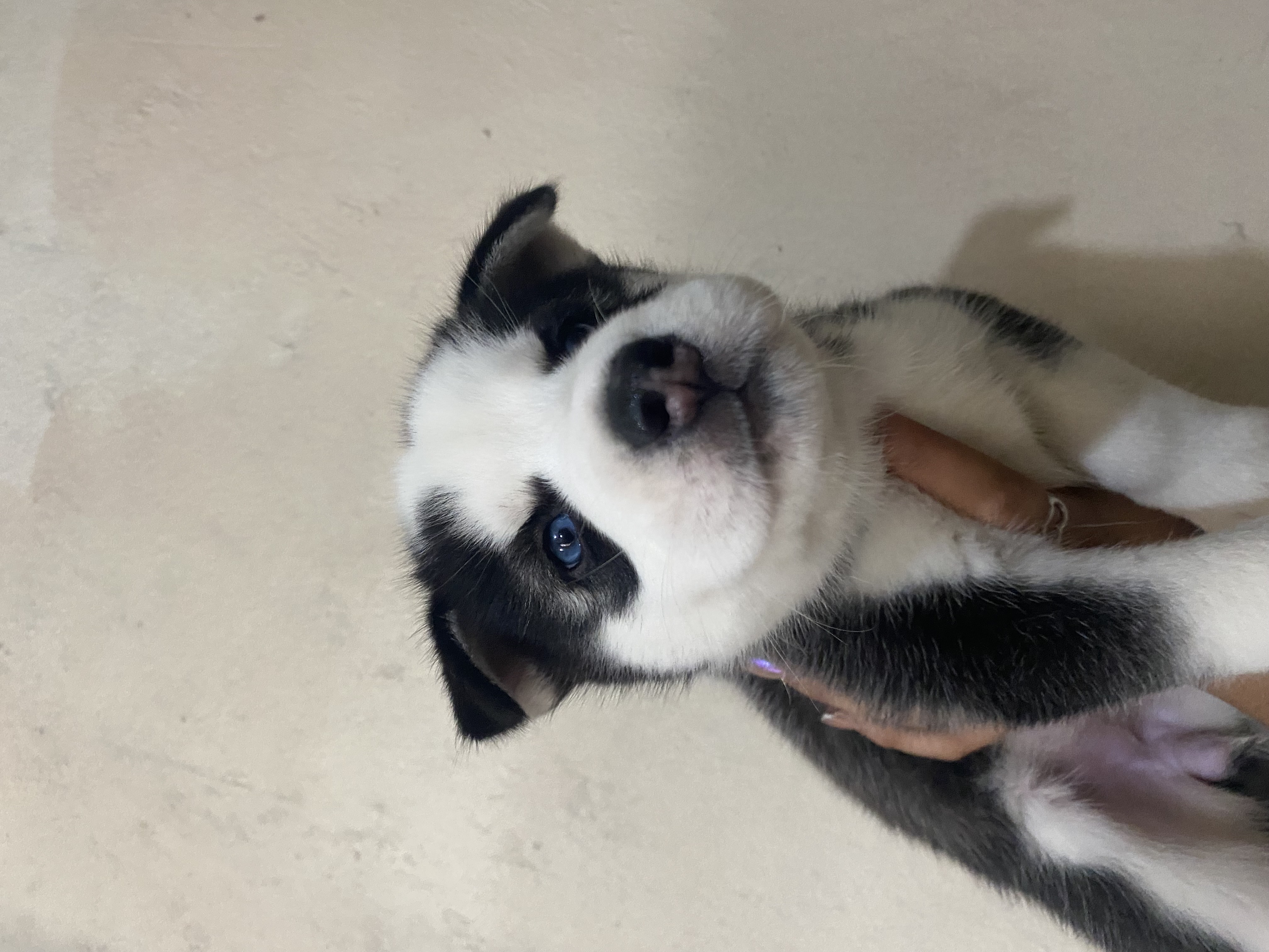 animales y mascotas - husky siberiano  1