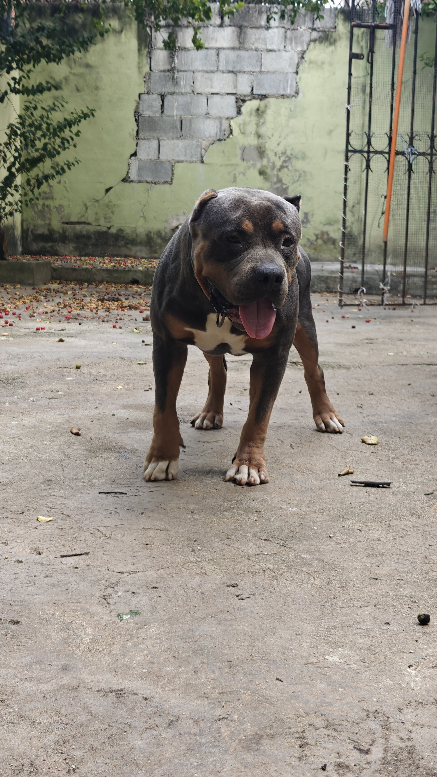 animales y mascotas - PARA MONTA TRICOLOR